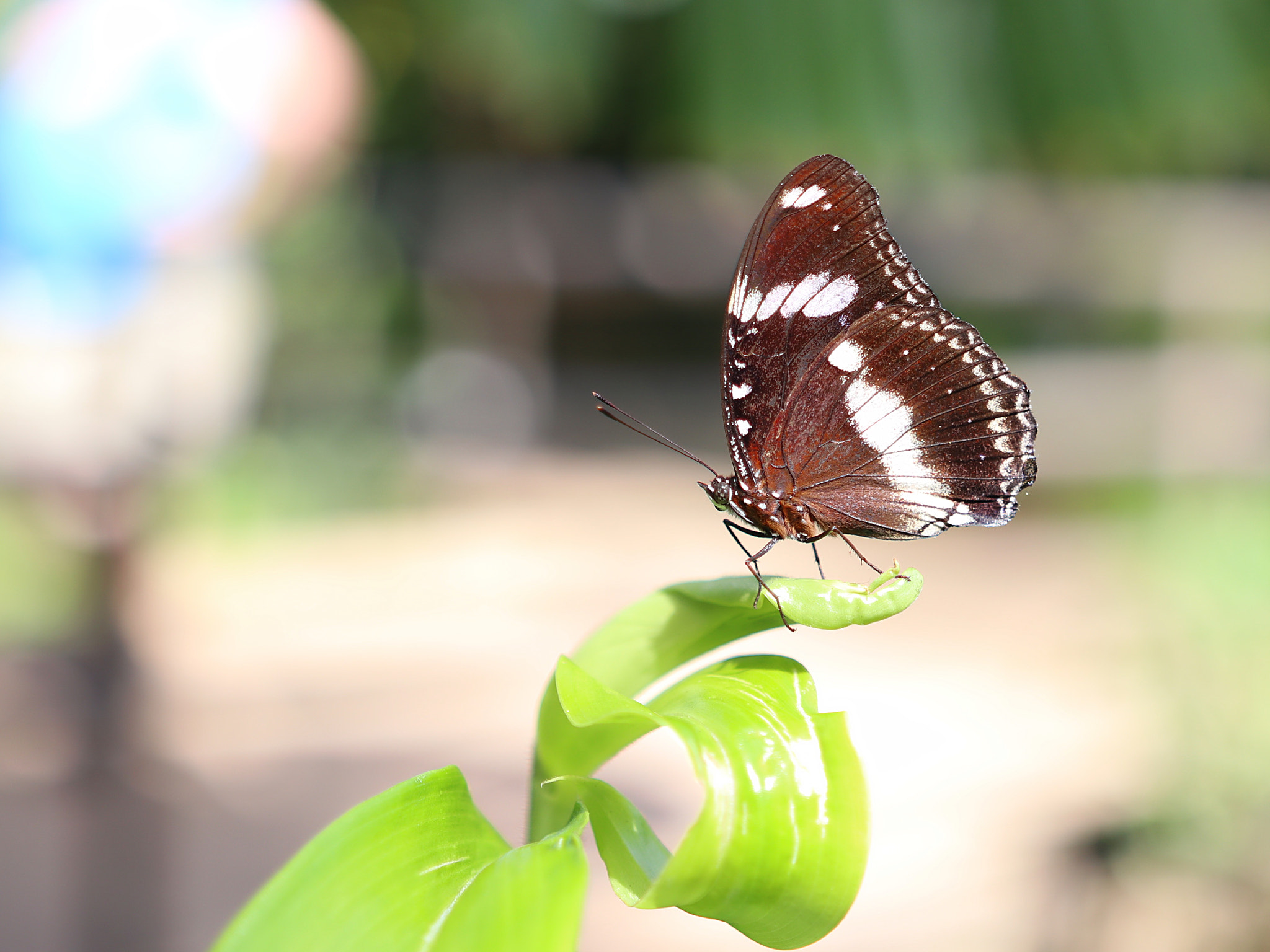 Canon 18-35mm sample photo. Just a butterfly... photography