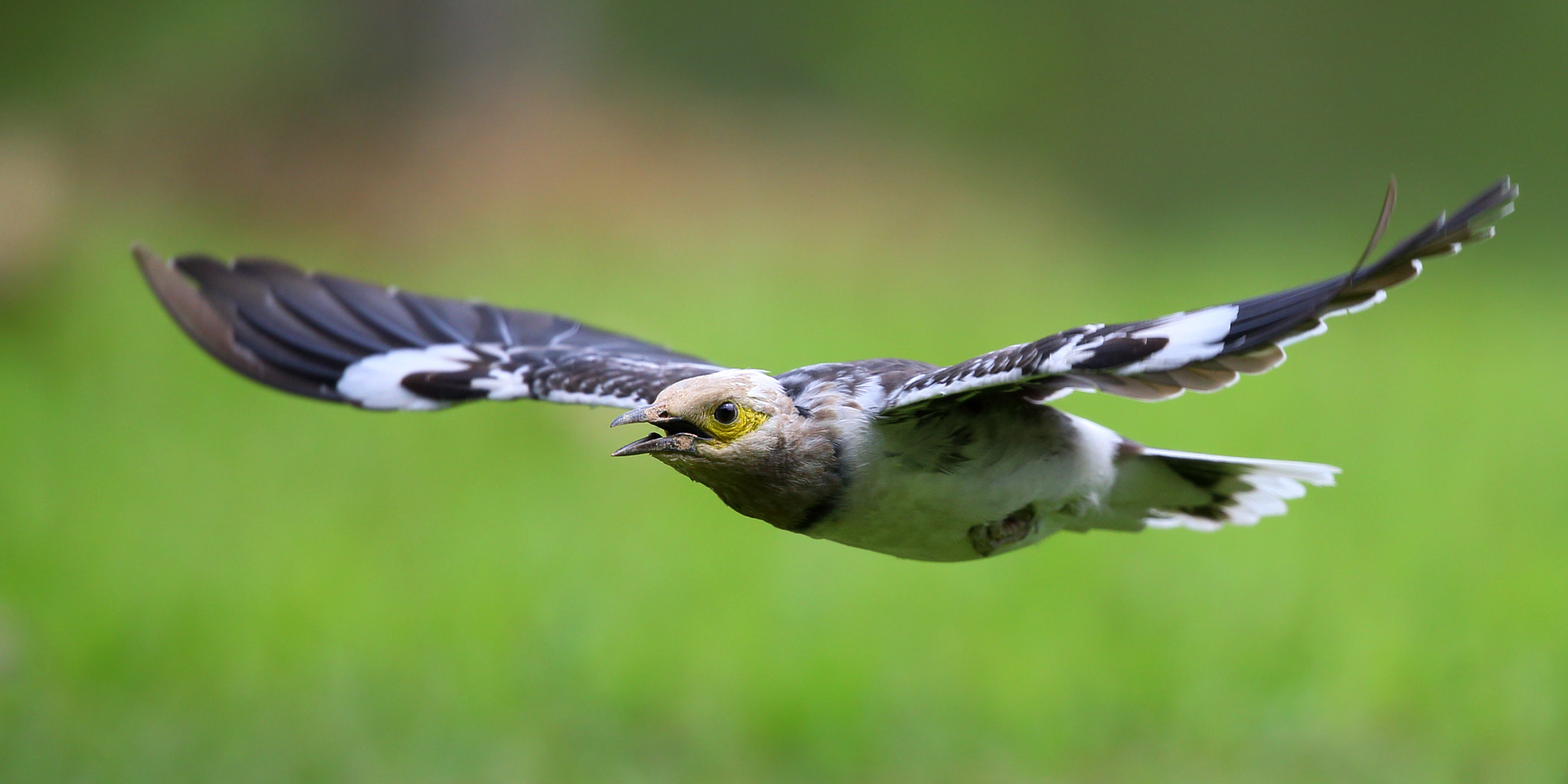 Canon EF 300mm F2.8L IS II USM sample photo. Sturnus nigricollis photography