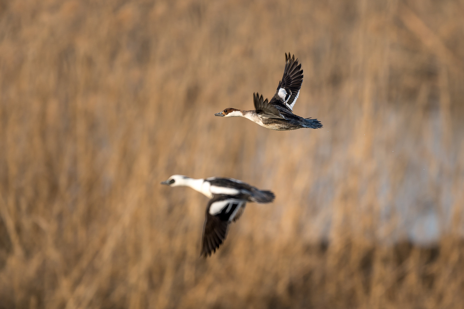 Nikon AF-S Nikkor 600mm F4E FL ED VR sample photo. Smew photography