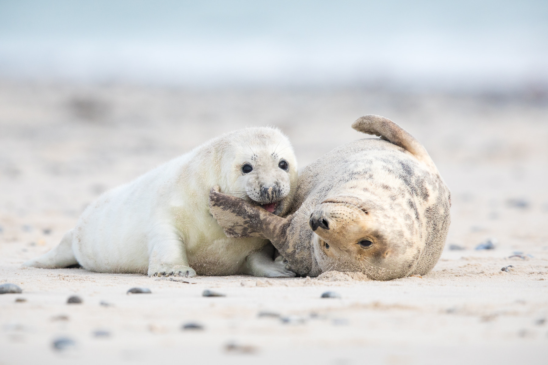 Canon EF 400mm F2.8L IS II USM sample photo. Cuddling ... photography
