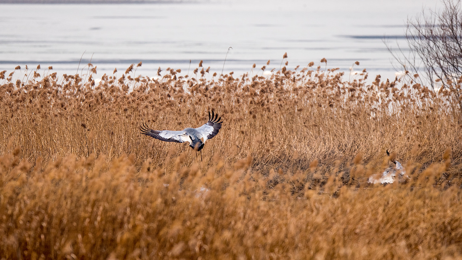 Nikon AF-S Nikkor 600mm F4E FL ED VR sample photo. White-naped crane photography