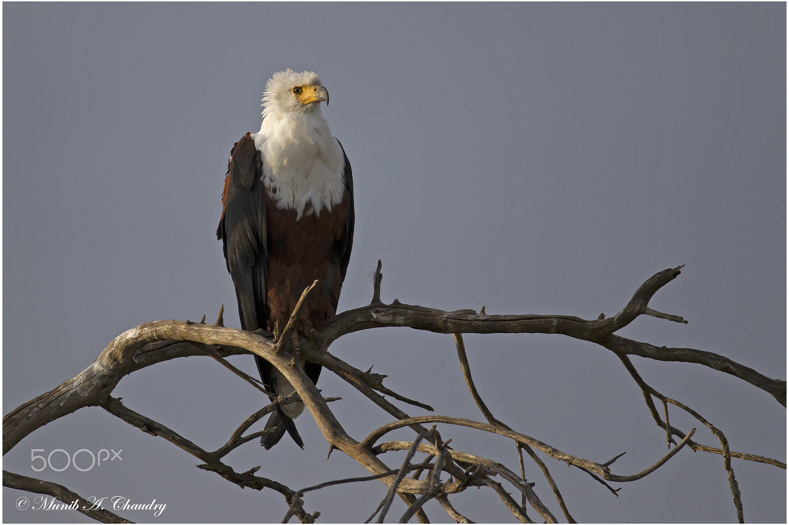 Canon EF 200-400mm F4L IS USM Extender 1.4x sample photo. The flying fisher! photography