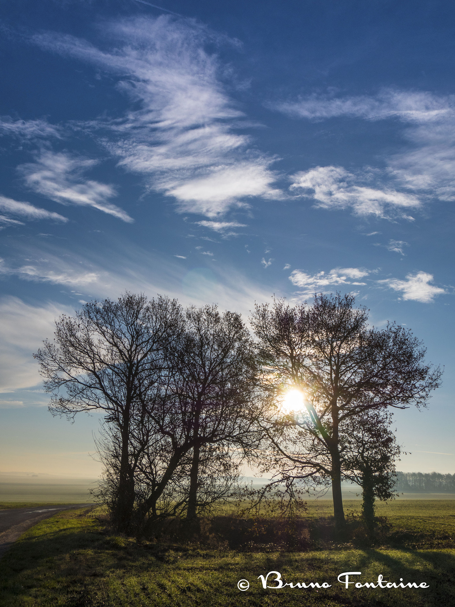 Panasonic Lumix DMC-GH4 sample photo. Bouquet d'arbres photography