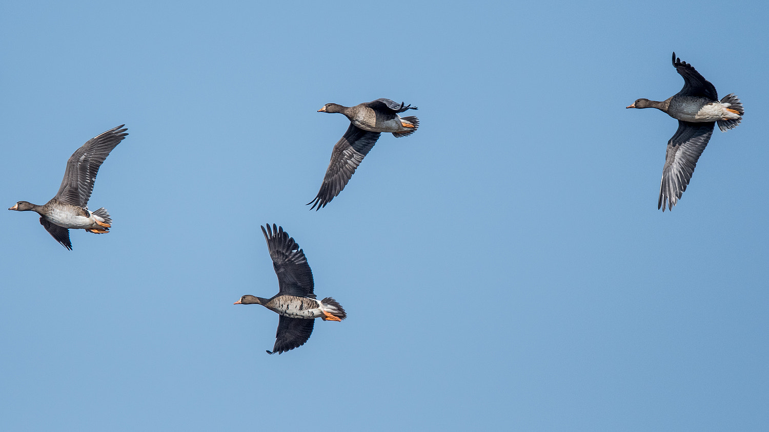 Nikon D500 + Nikon AF-S Nikkor 600mm F4E FL ED VR sample photo. Geese photography