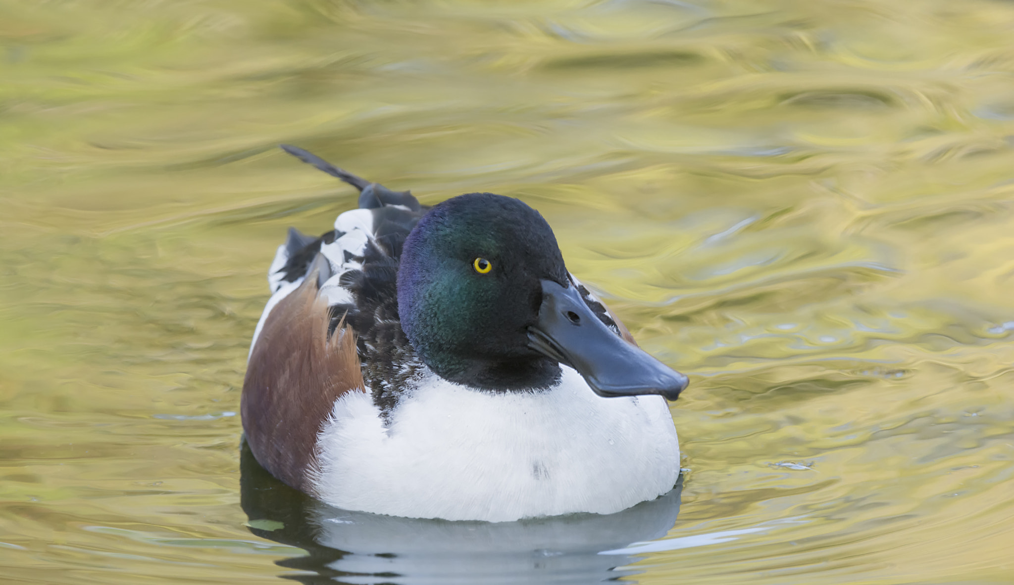 Nikon AF-S Nikkor 200-400mm F4G ED-IF VR sample photo. Northern approach... photography