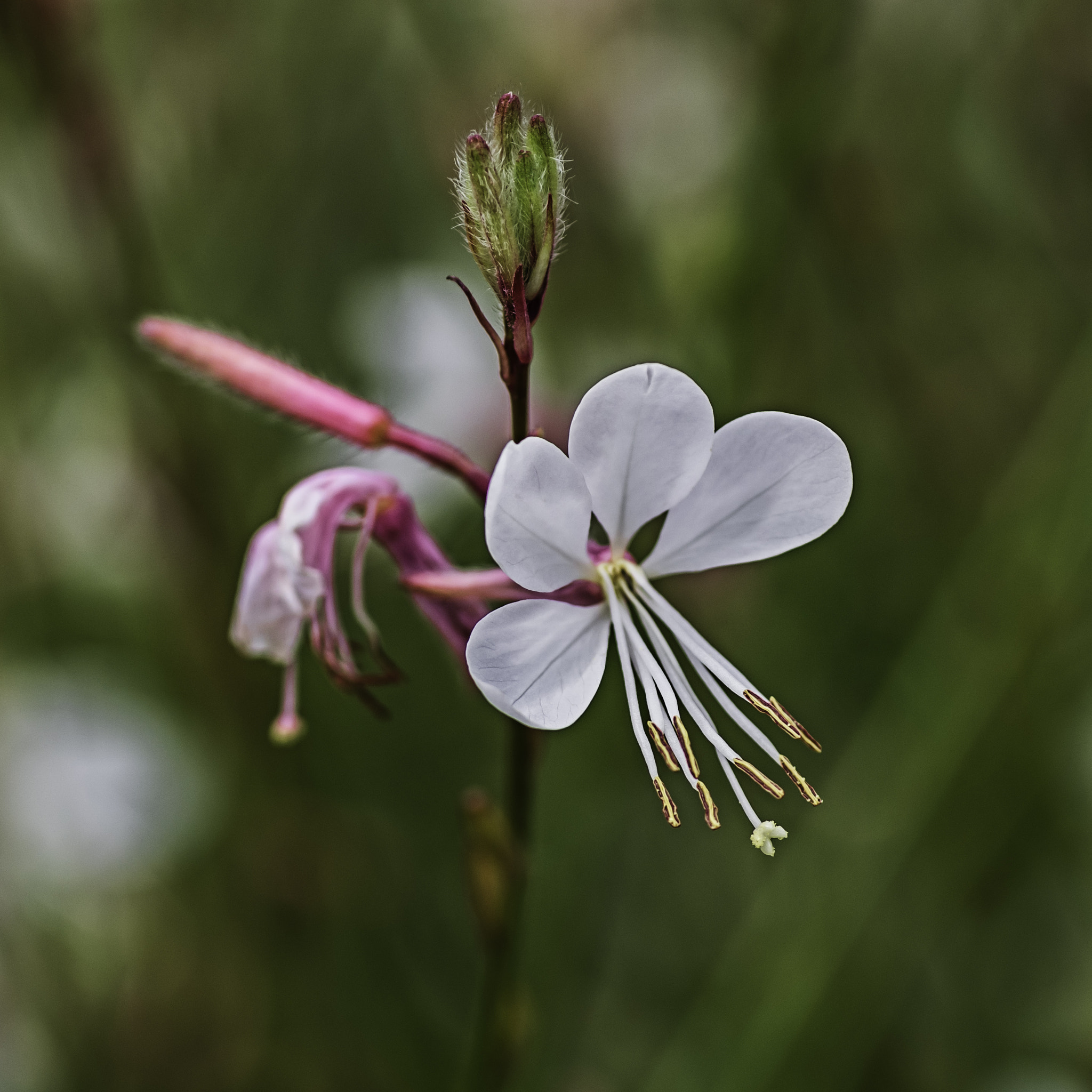 Pentax K-5 II + Sigma sample photo. Gaura photography