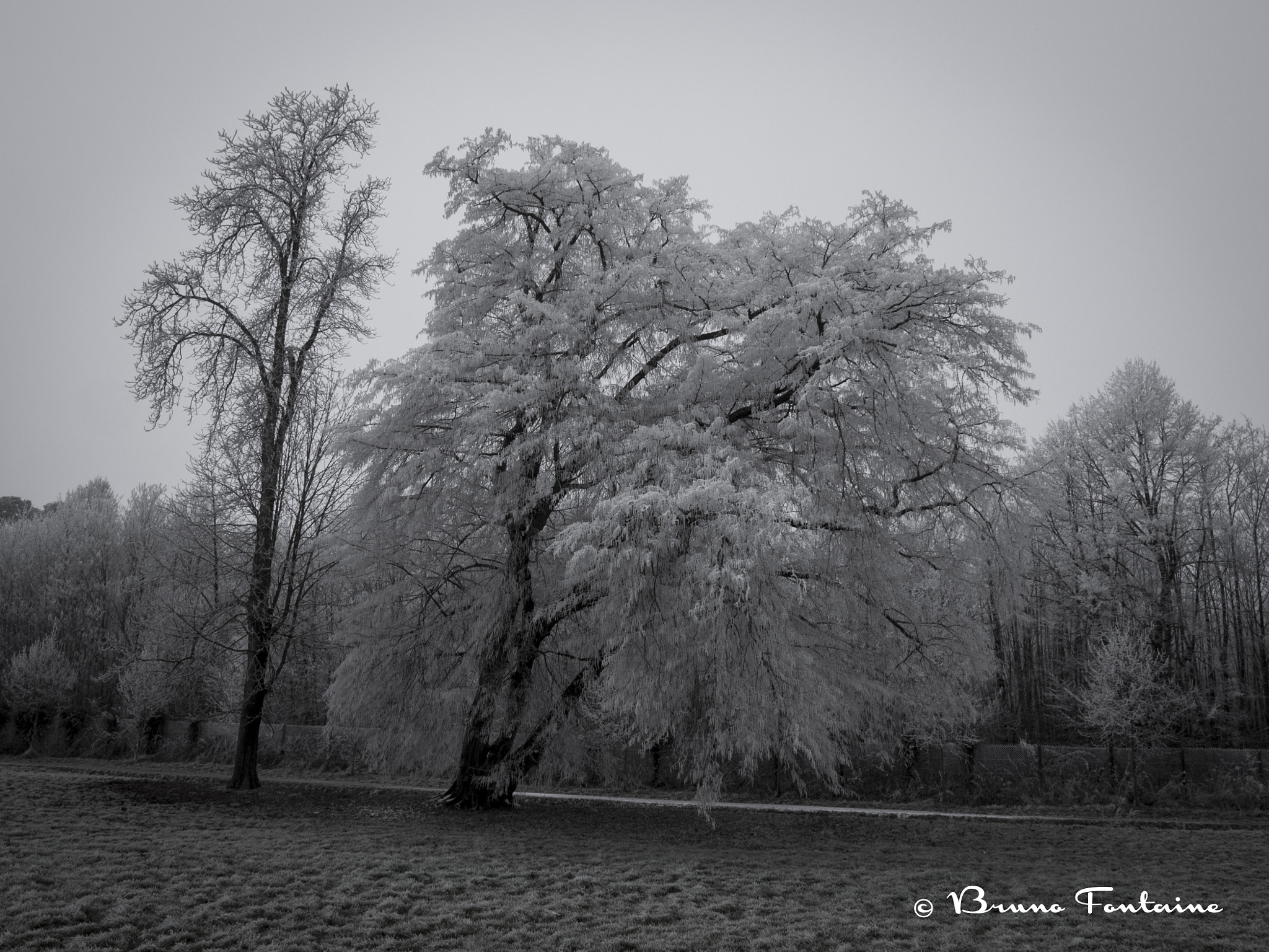 Panasonic Lumix DMC-GH4 sample photo. Arbres givrés photography