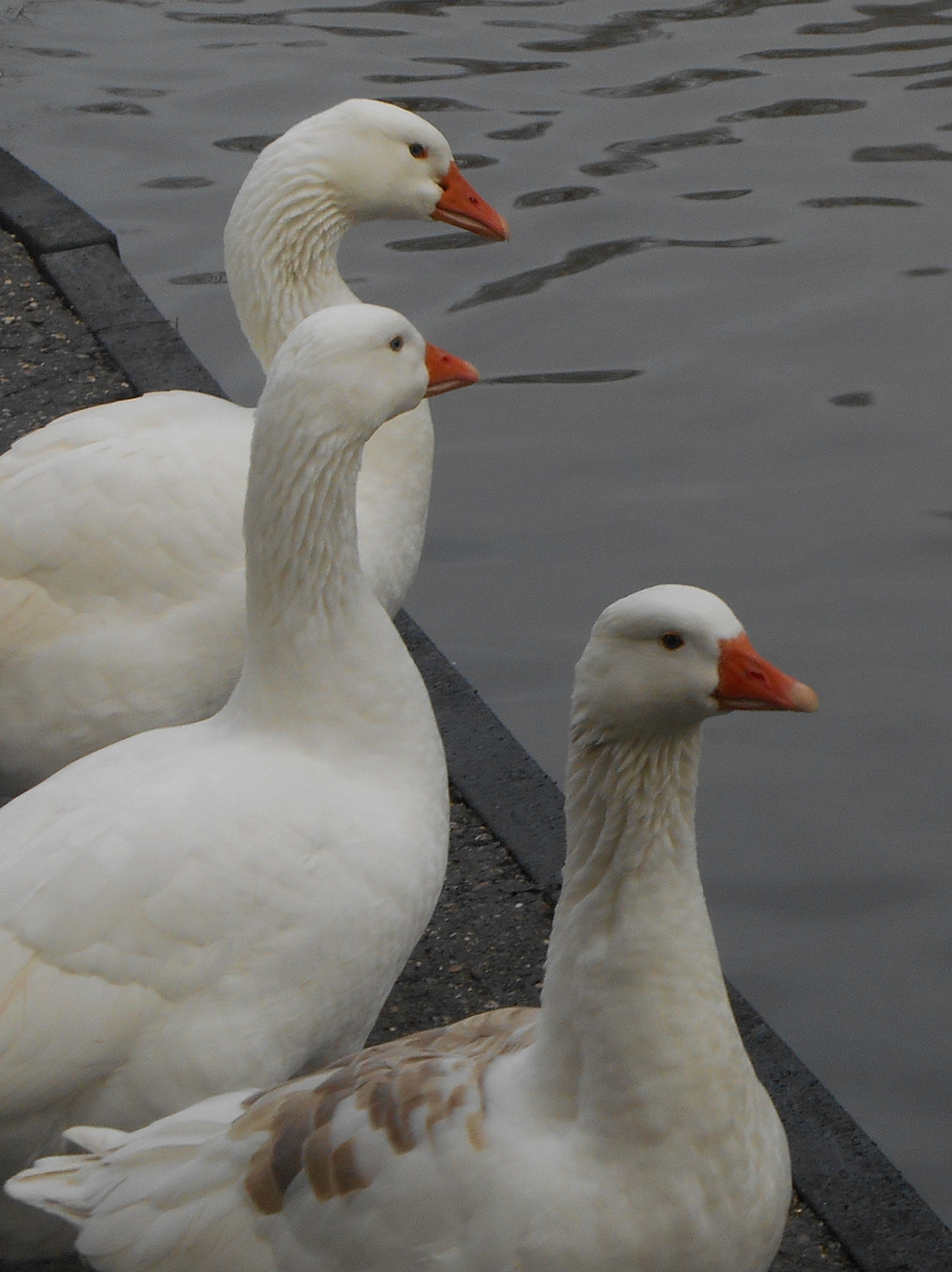 Nikon COOLPIX S3400 sample photo. Gaggle of geese photography