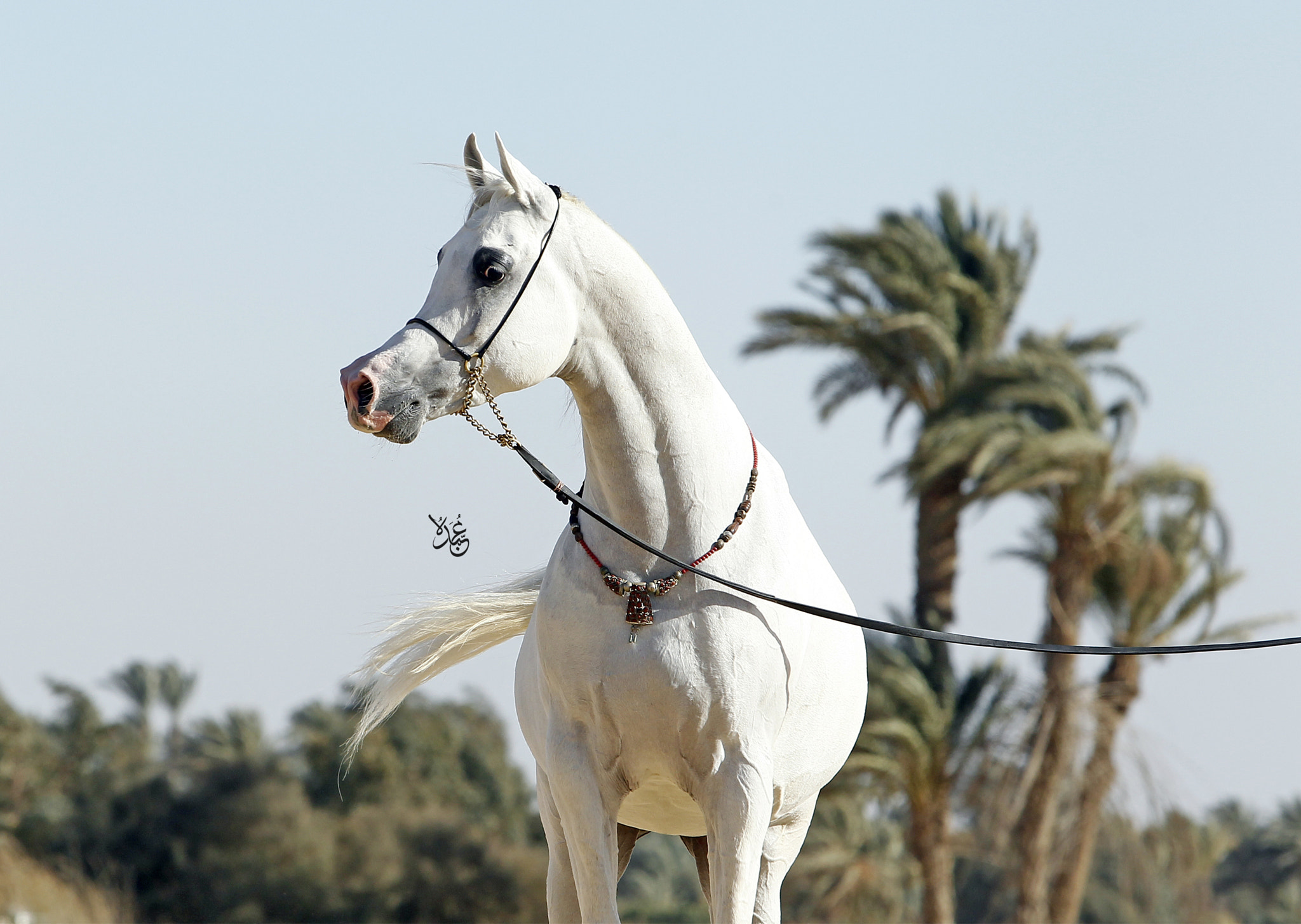 Canon EOS-1D Mark IV sample photo. Arabian beauty photography