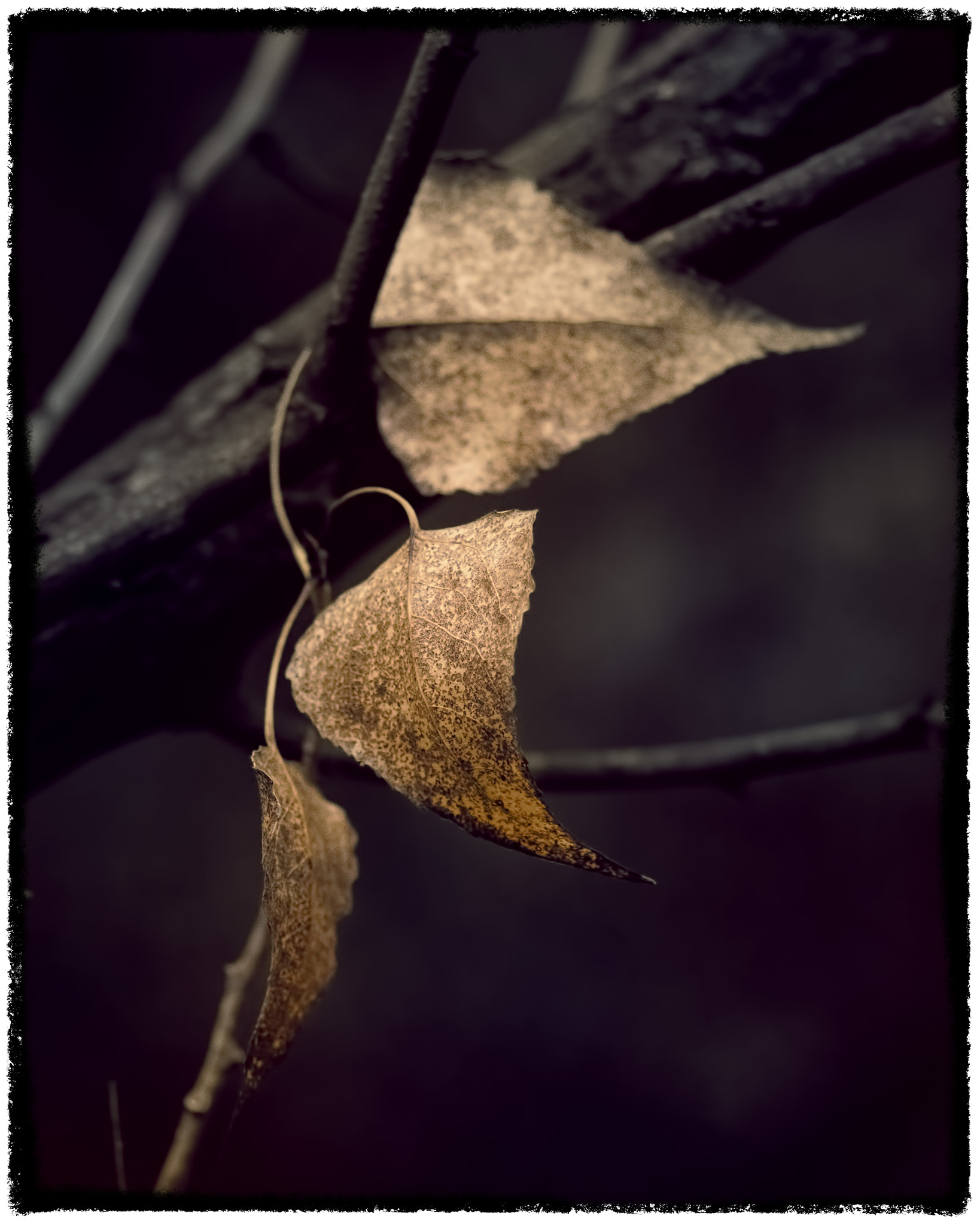 Pentax smc D-FA 100mm F2.8 Macro WR sample photo. Autumn leaves photography