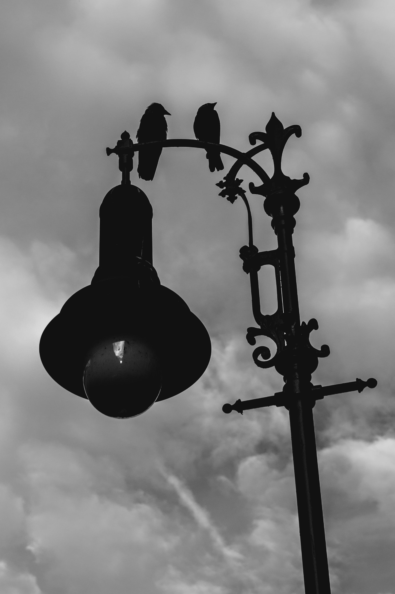 Sigma 17-50mm F2.8 EX DC HSM sample photo. Prague birds photography