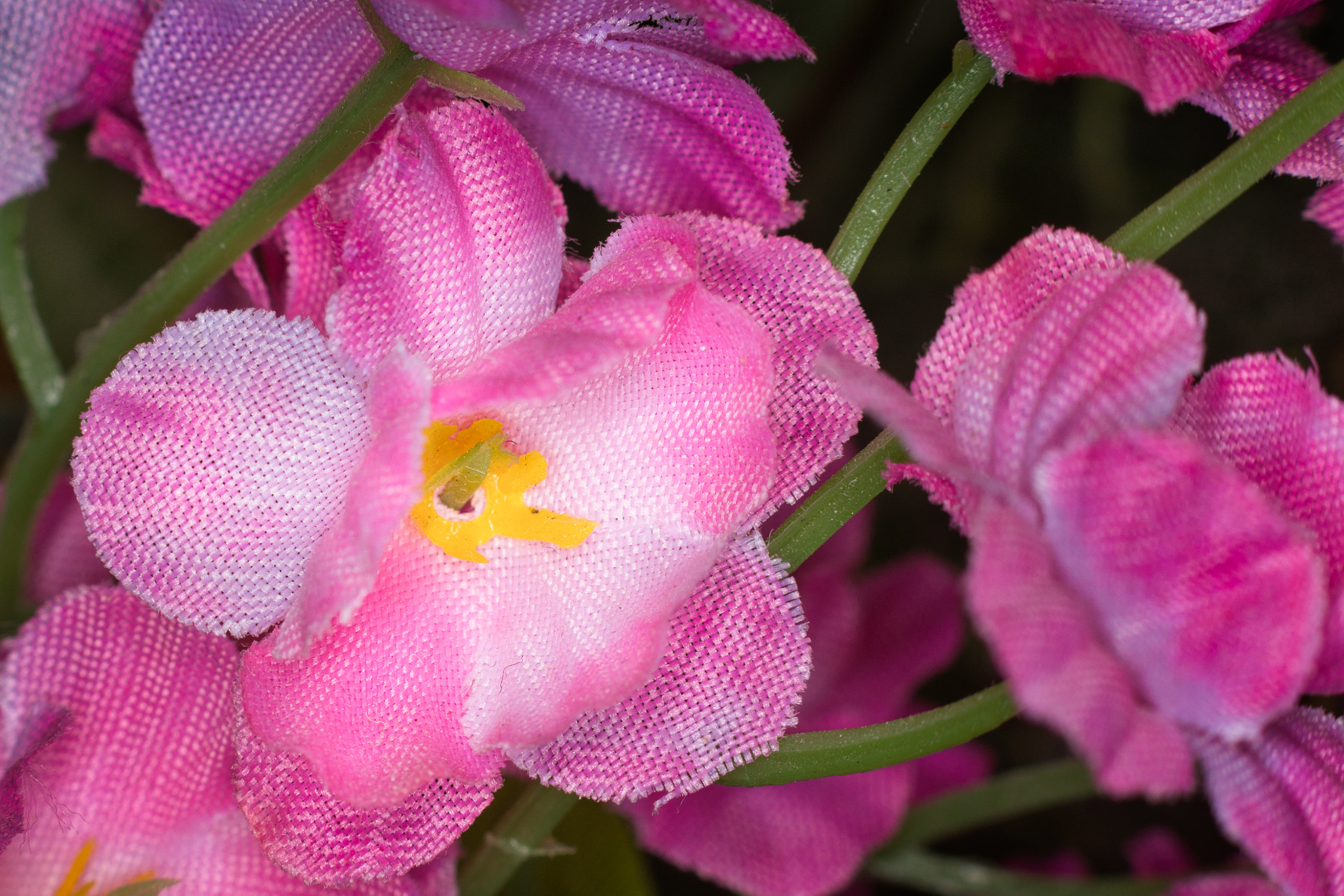 Canon EF 85mm F1.8 USM sample photo. Macro practice photography