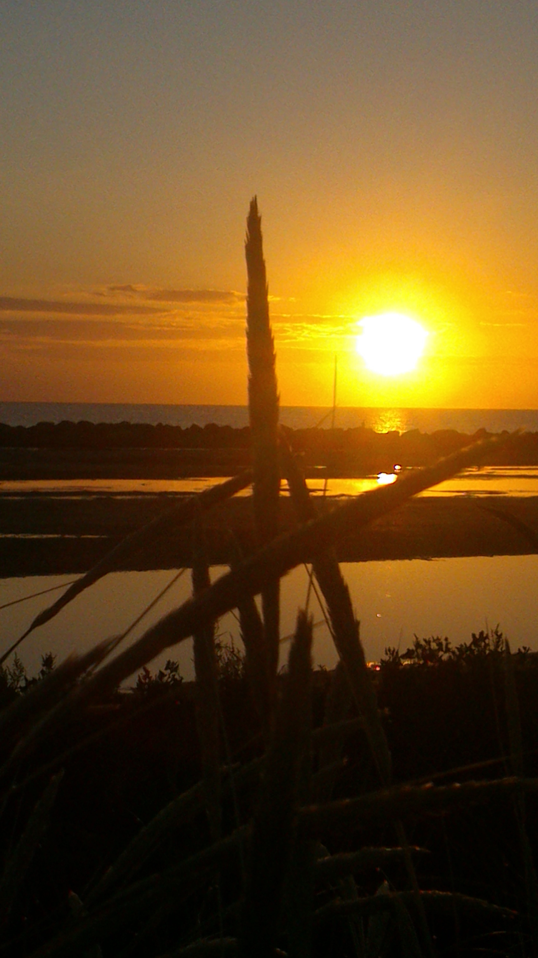 Sony Xperia P sample photo. #grasswatersun photography