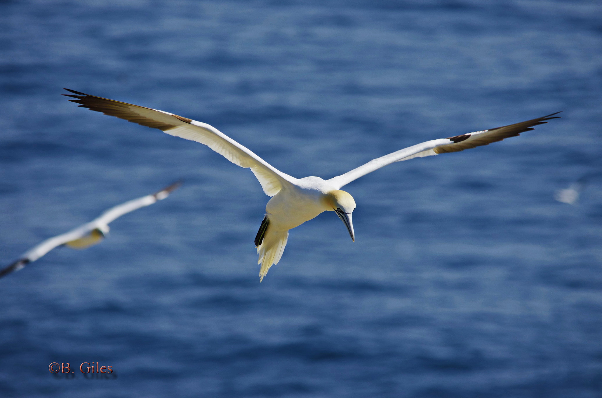 Pentax K-5 IIs + Sigma 150-500mm F5-6.3 DG OS HSM sample photo. Looking down photography