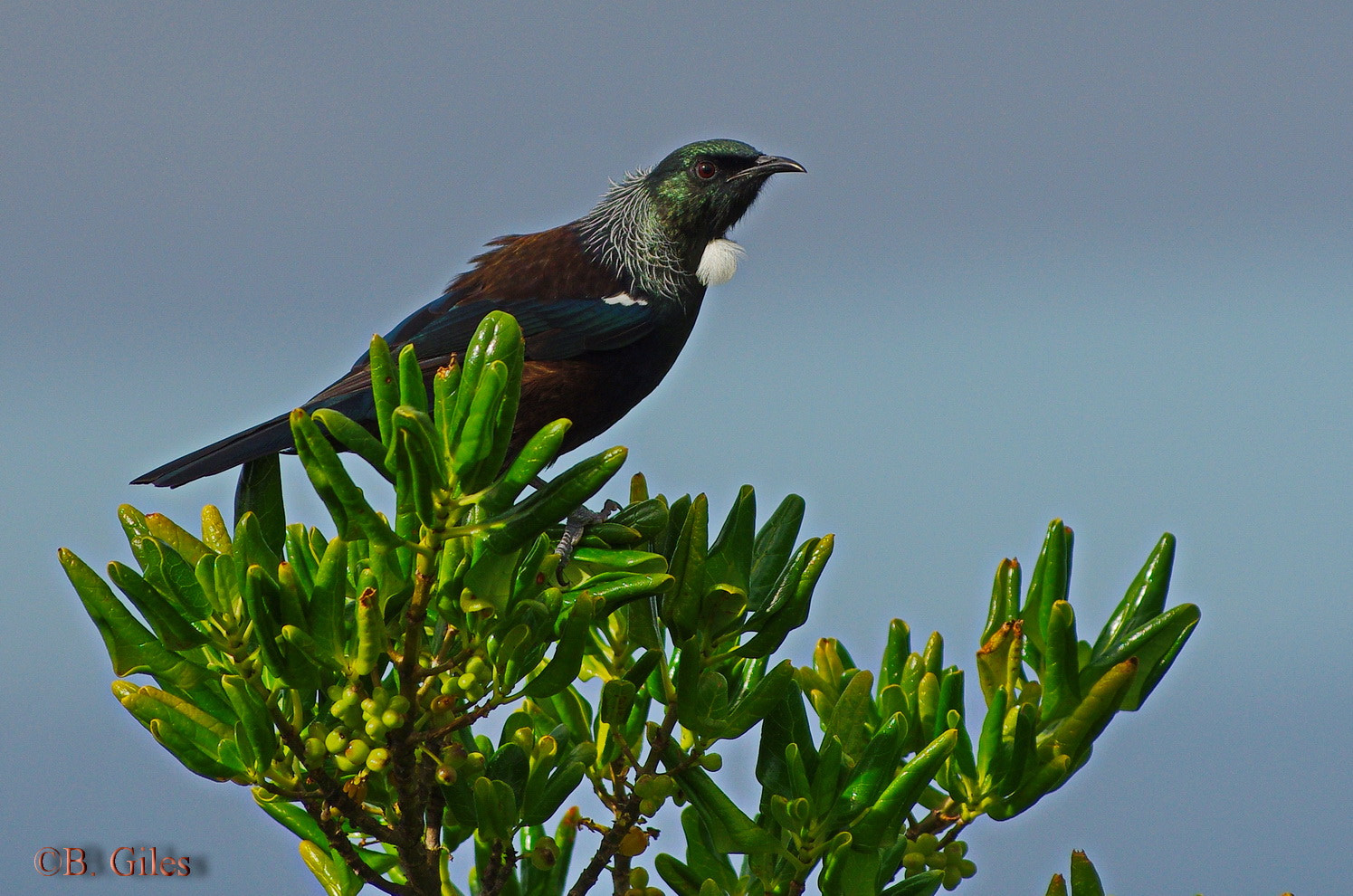 Pentax K-5 IIs sample photo. Tui on top photography