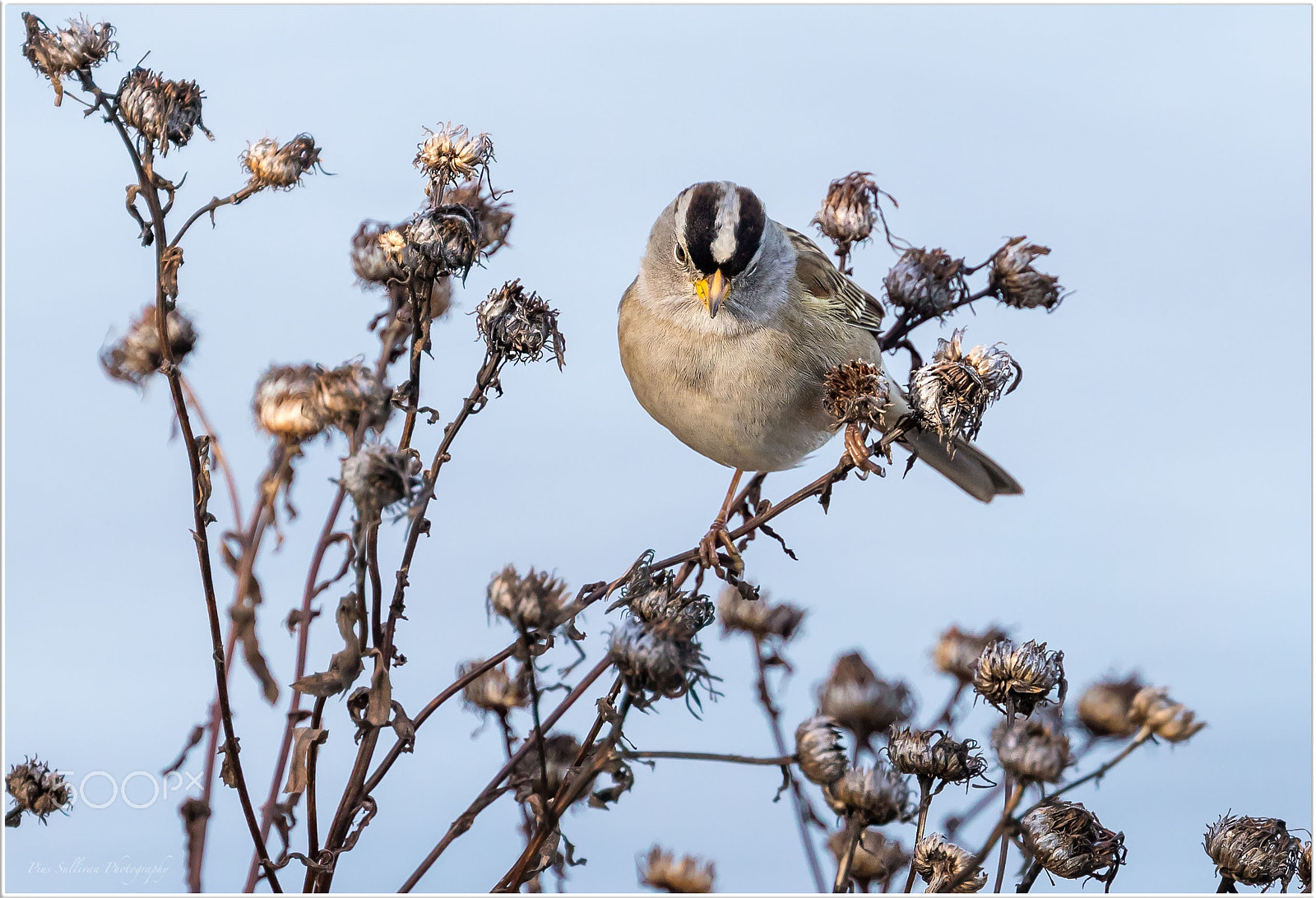 Canon EF 400mm F4 DO IS II USM sample photo. White crowned sparrow photography