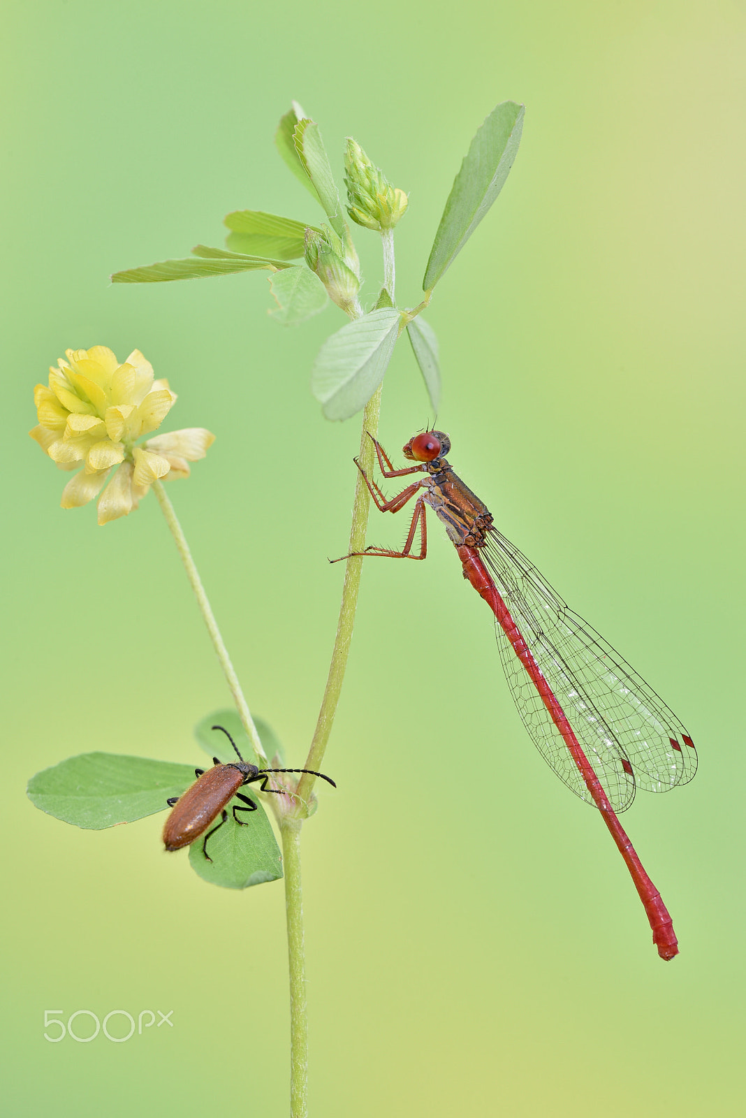 Sigma 150mm F2.8 EX DG OS Macro HSM sample photo. Ceriagrion tenellum (de villers ) photography