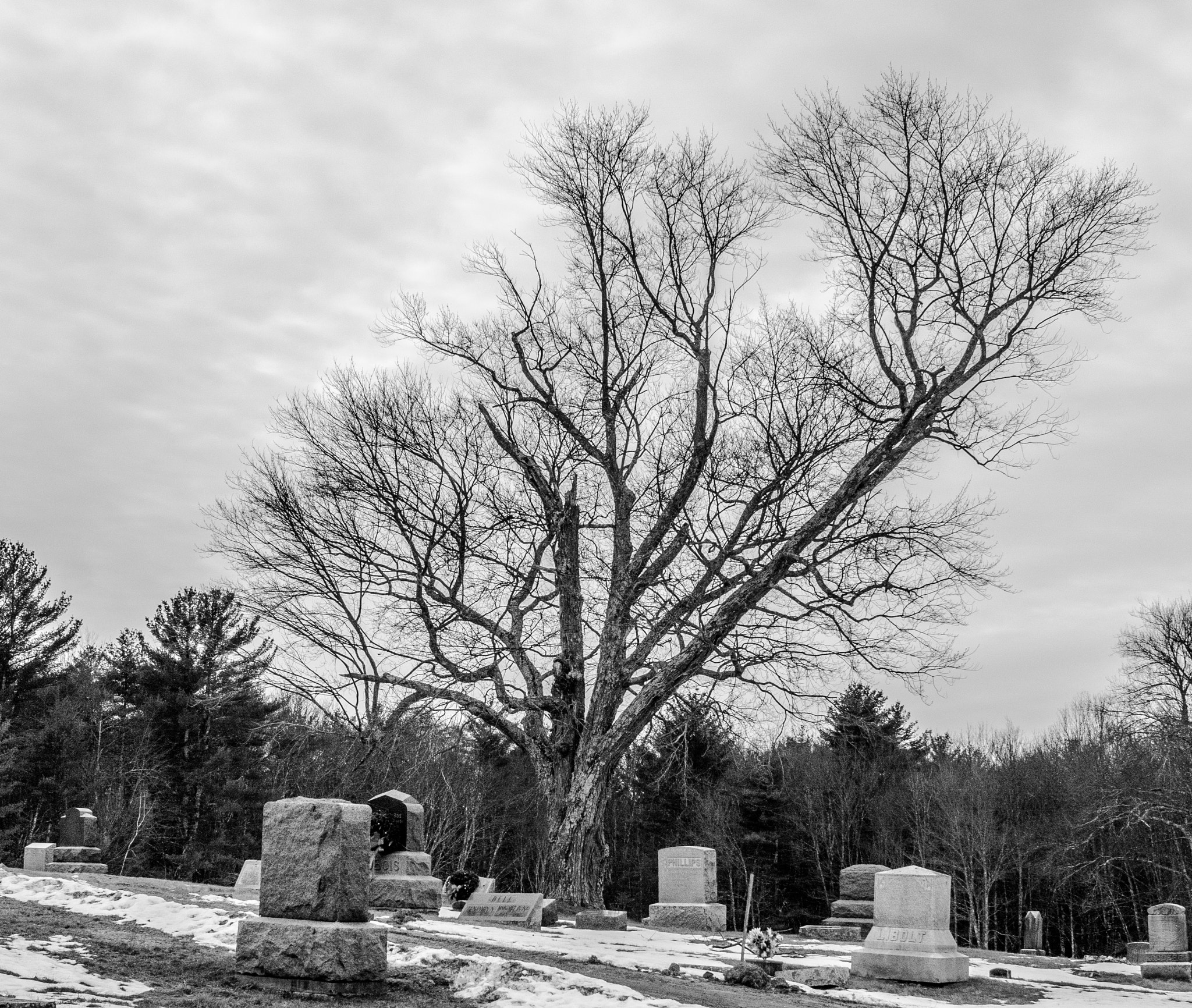 Canon EF-S 24mm F2.8 STM sample photo. Cemetery tree photography