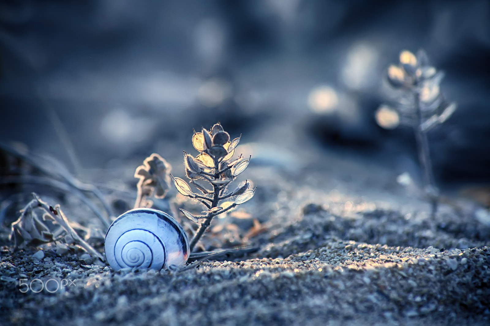 Canon EOS 5D sample photo. Small world photography