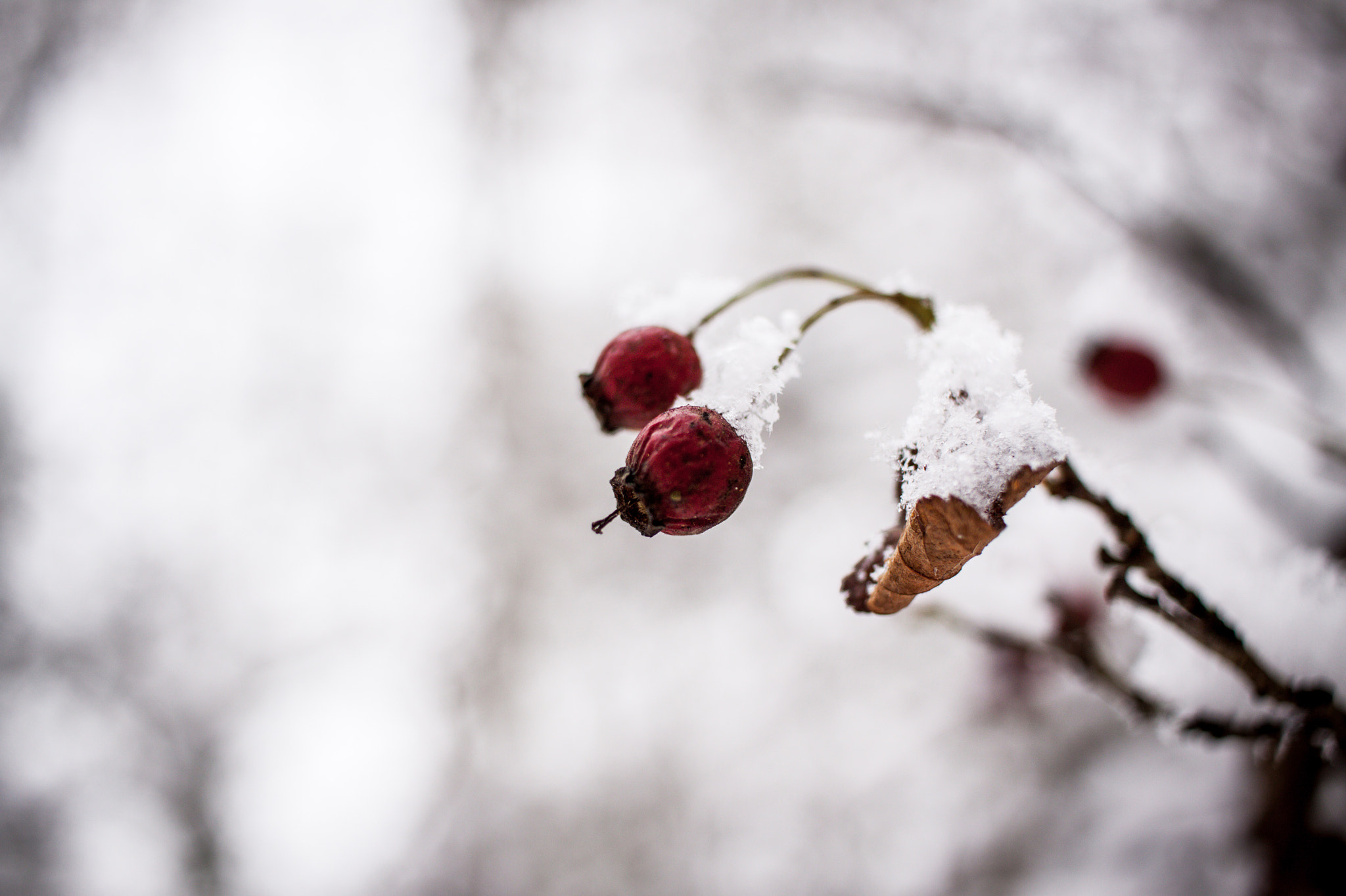 Canon EF-S 24mm F2.8 STM sample photo. Winter photography
