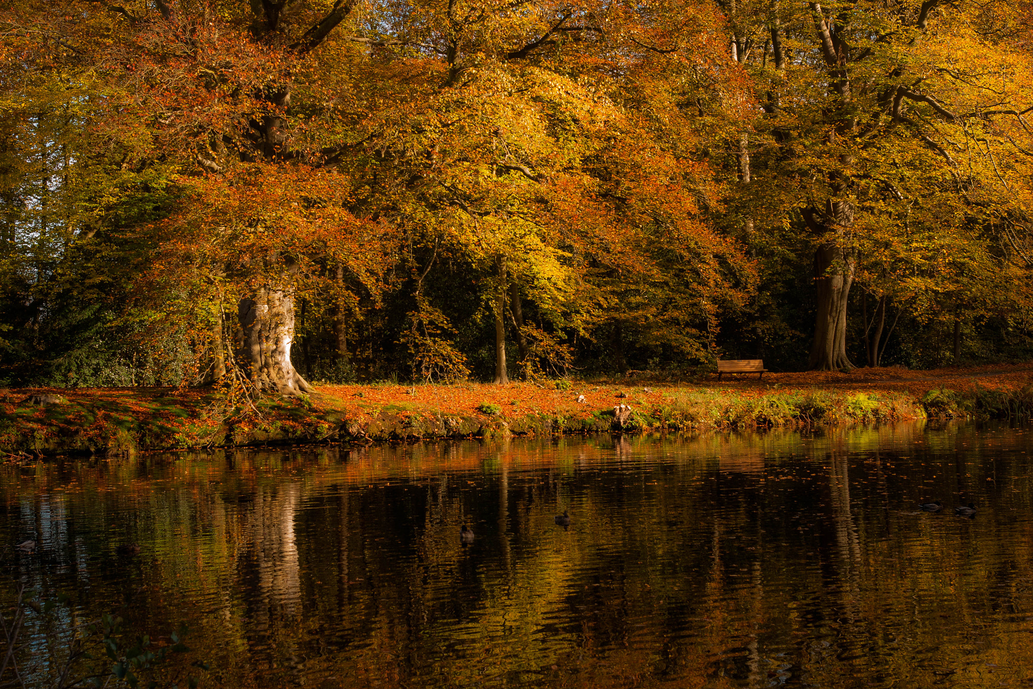 Sony Alpha DSLR-A700 sample photo. Fall reflection photography