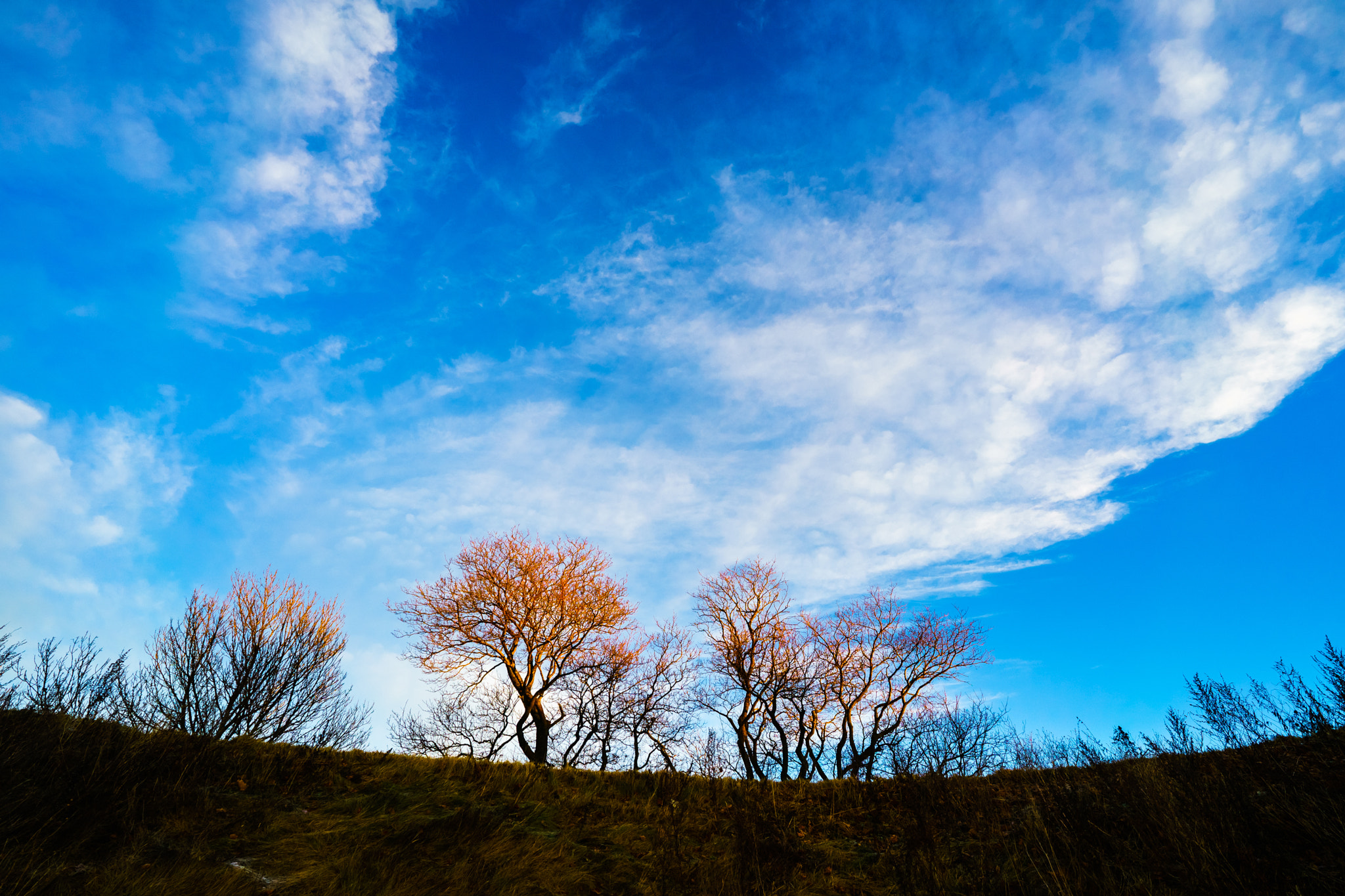 ZEISS Batis 18mm F2.8 sample photo. Sunset trees photography