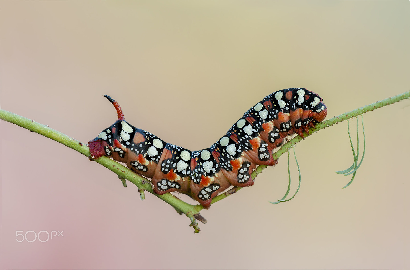 Sigma 150mm F2.8 EX DG OS Macro HSM sample photo. Hyles euphorbiae (linnaeus ) photography