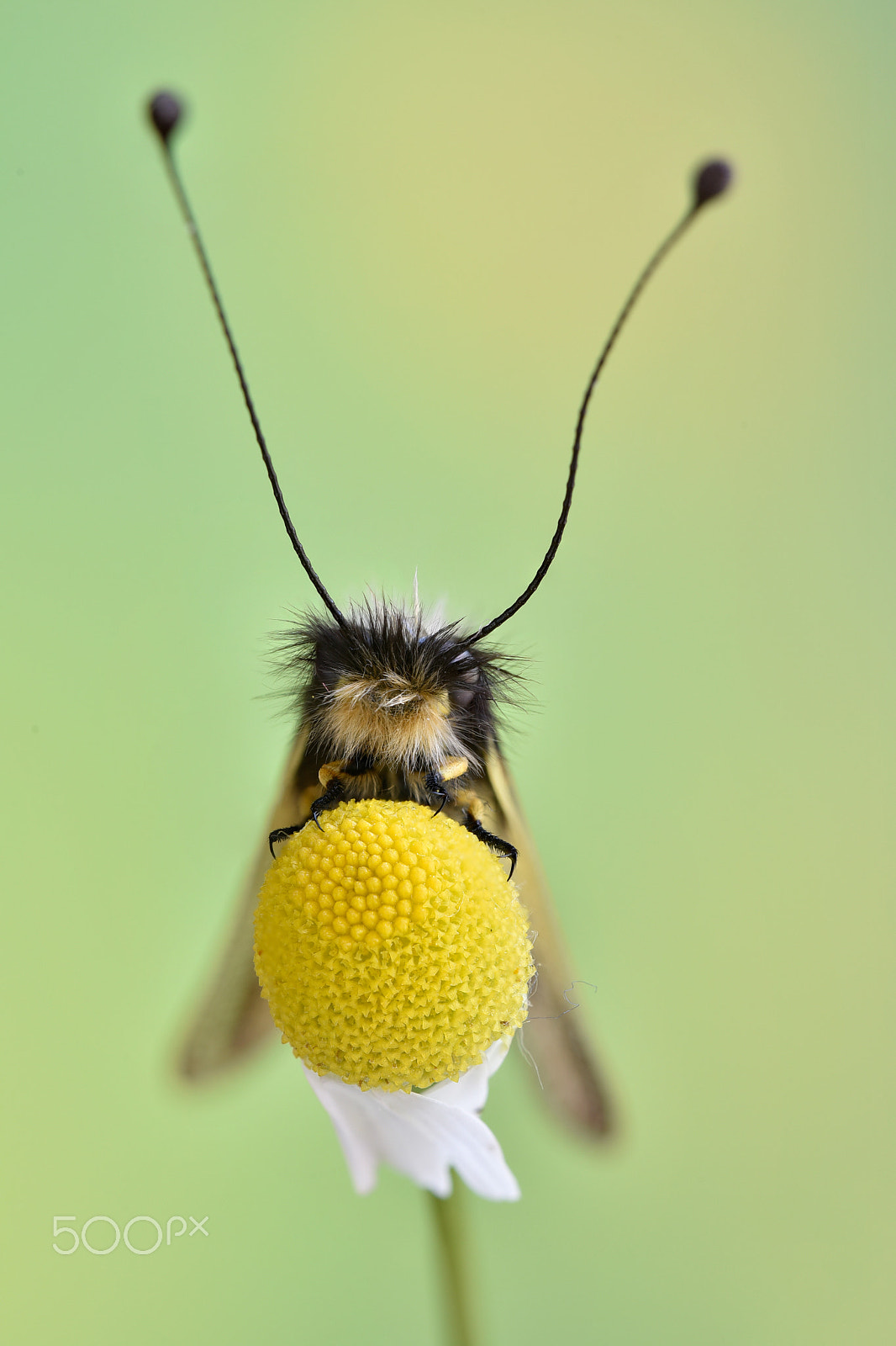 Nikon D750 + Sigma 150mm F2.8 EX DG OS Macro HSM sample photo. Libelloides coccajus ( denis & schiffermüller ) photography