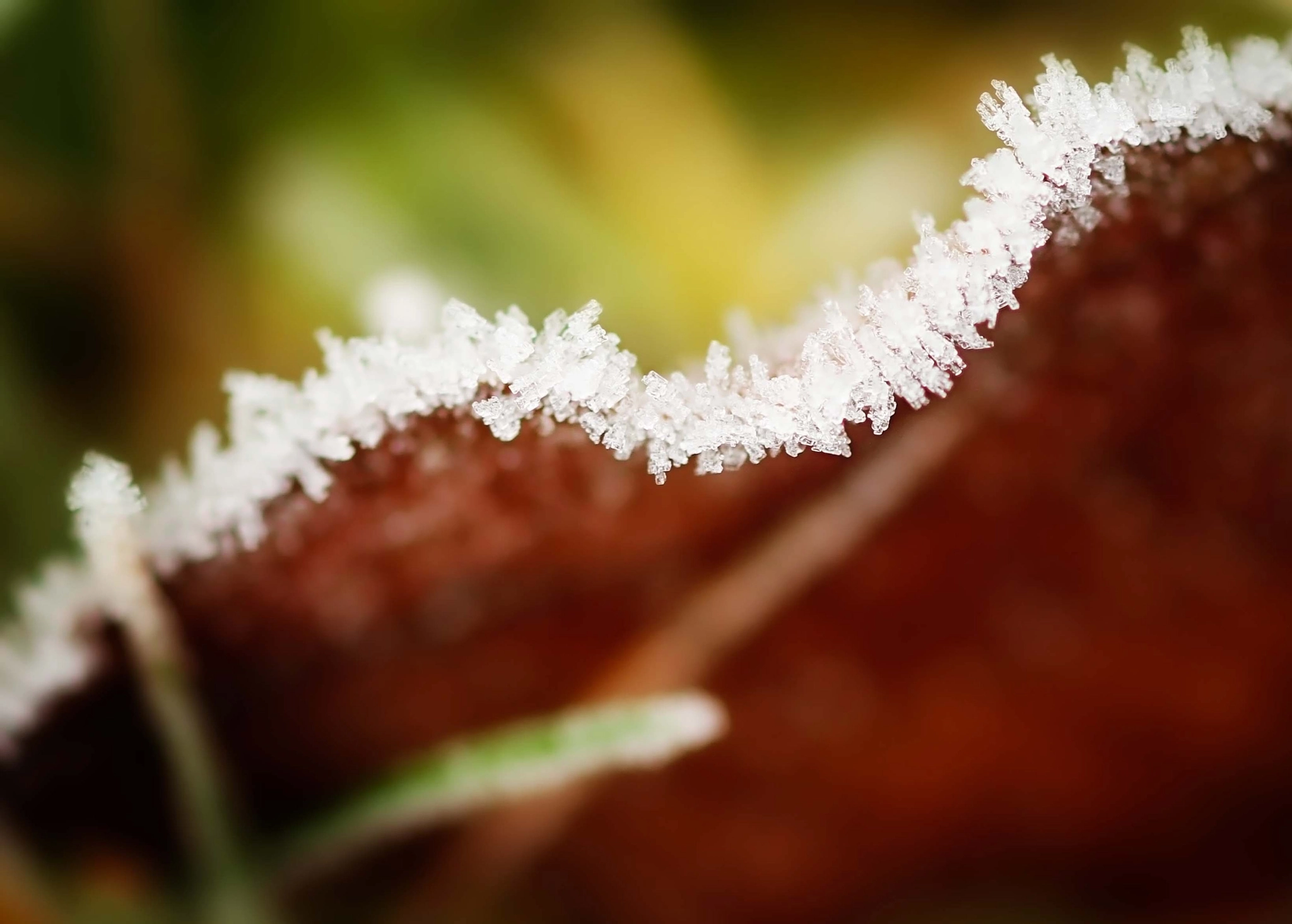 Canon EF 180mm F3.5L Macro USM sample photo. Frosty art photography