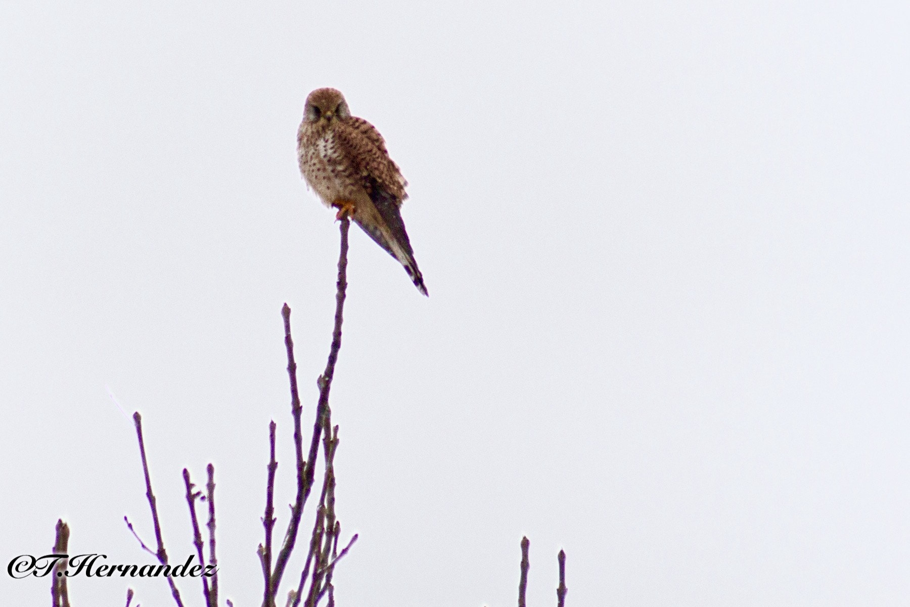 Canon EF 75-300mm f/4-5.6 USM sample photo. I'm ready for my closeup photography