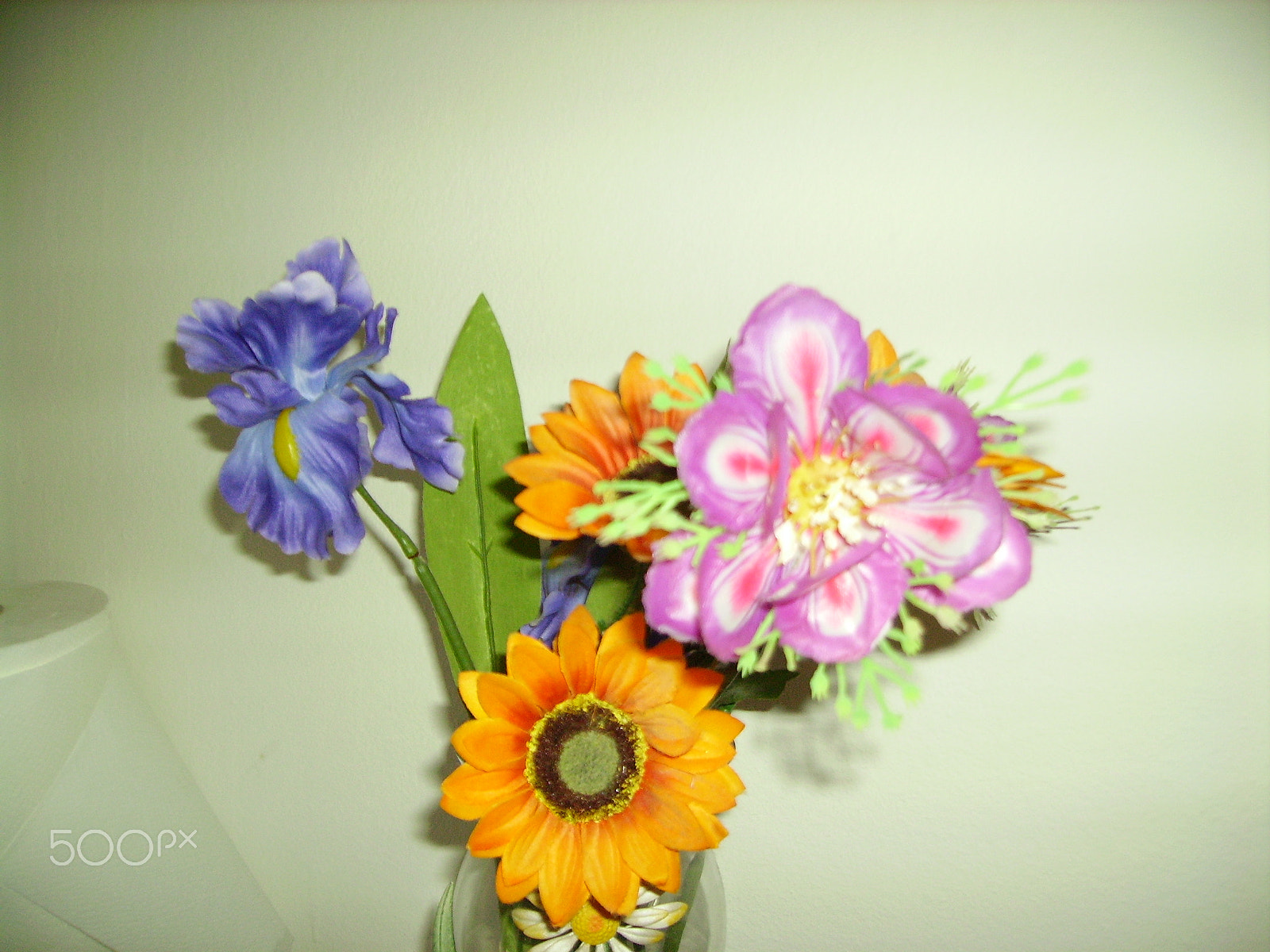Pentax OPTIO 50L sample photo. Fiori / flowers photography
