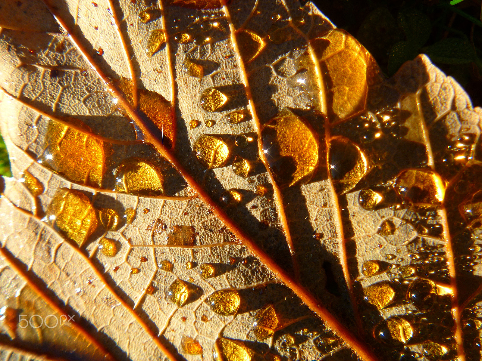 Panasonic DMC-FP3 sample photo. On the back of a leaf photography