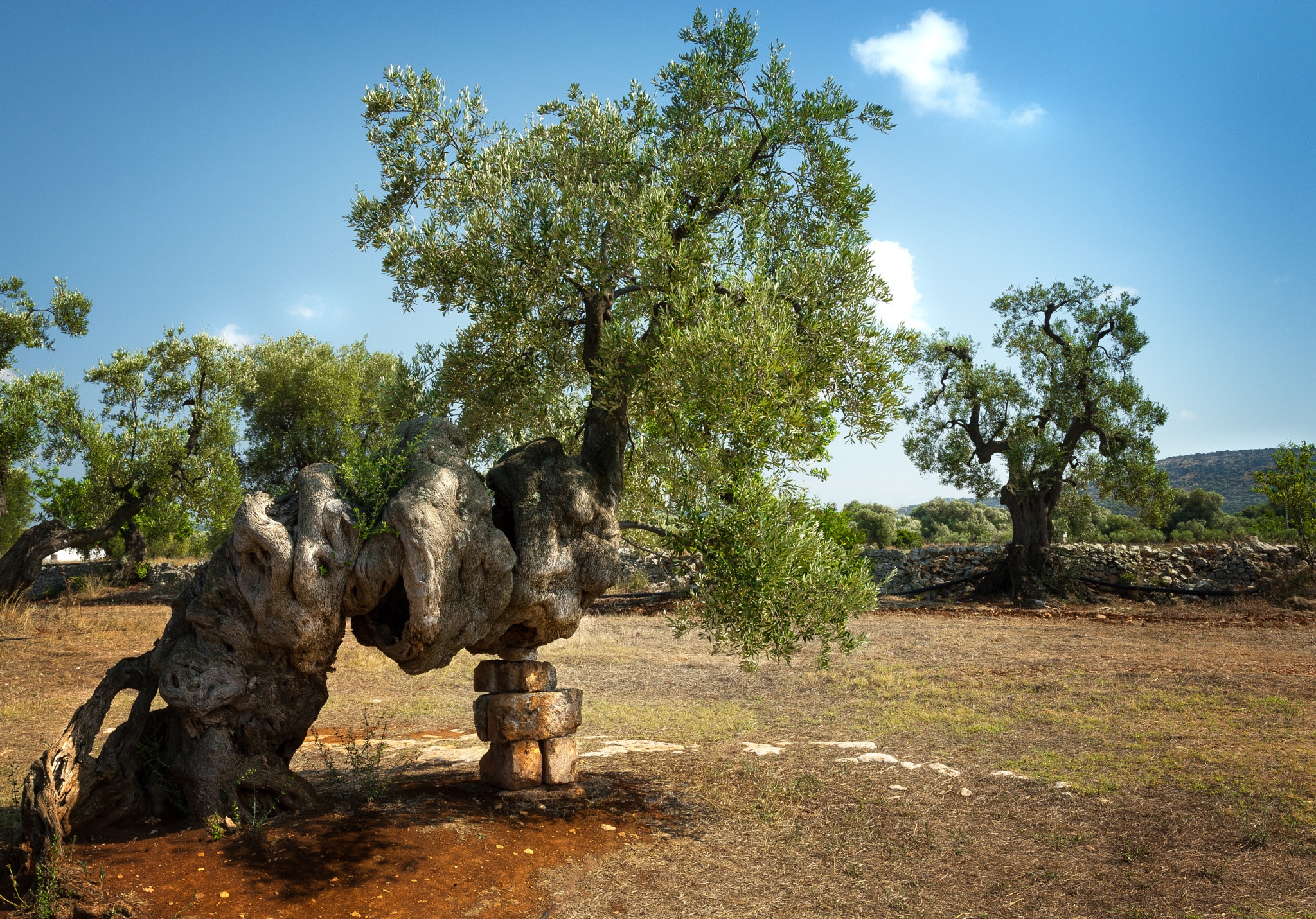 Nikon D3200 + Sigma 18-35mm F1.8 DC HSM Art sample photo. Tree photography