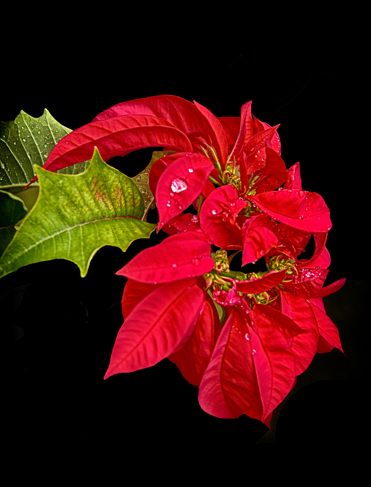 Canon EF-S 18-200mm F3.5-5.6 IS sample photo. Flor bico de papagaio photography
