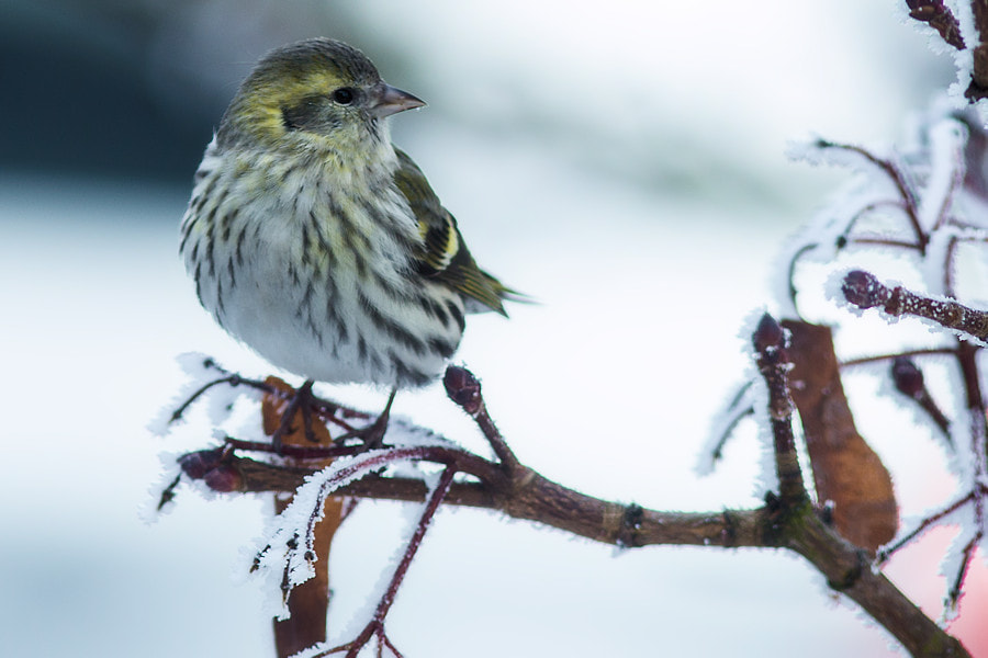 Canon EOS 6D + Canon EF 300mm F4L IS USM sample photo. Zeisig im winter photography