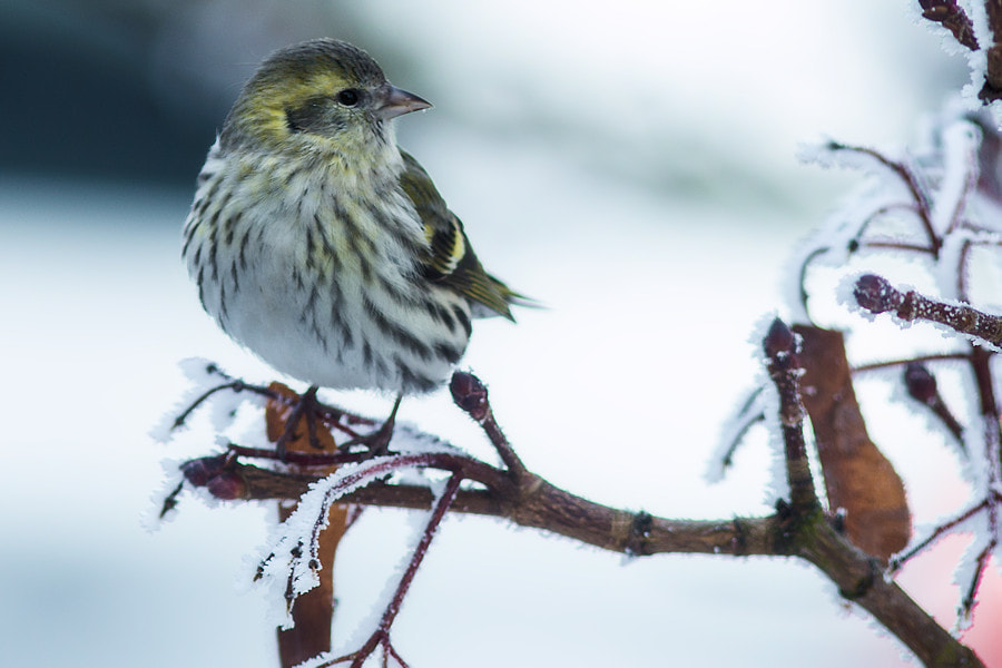 Canon EOS 6D sample photo. Zeisig im winter photography