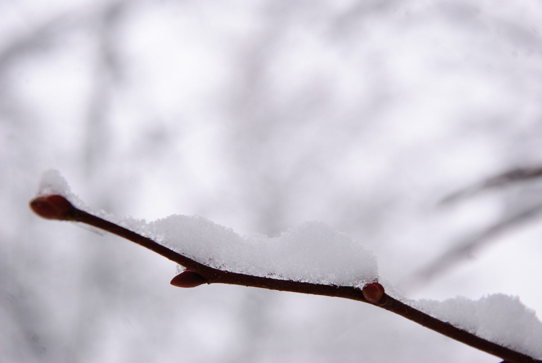 Nikon D80 sample photo. Winter photography