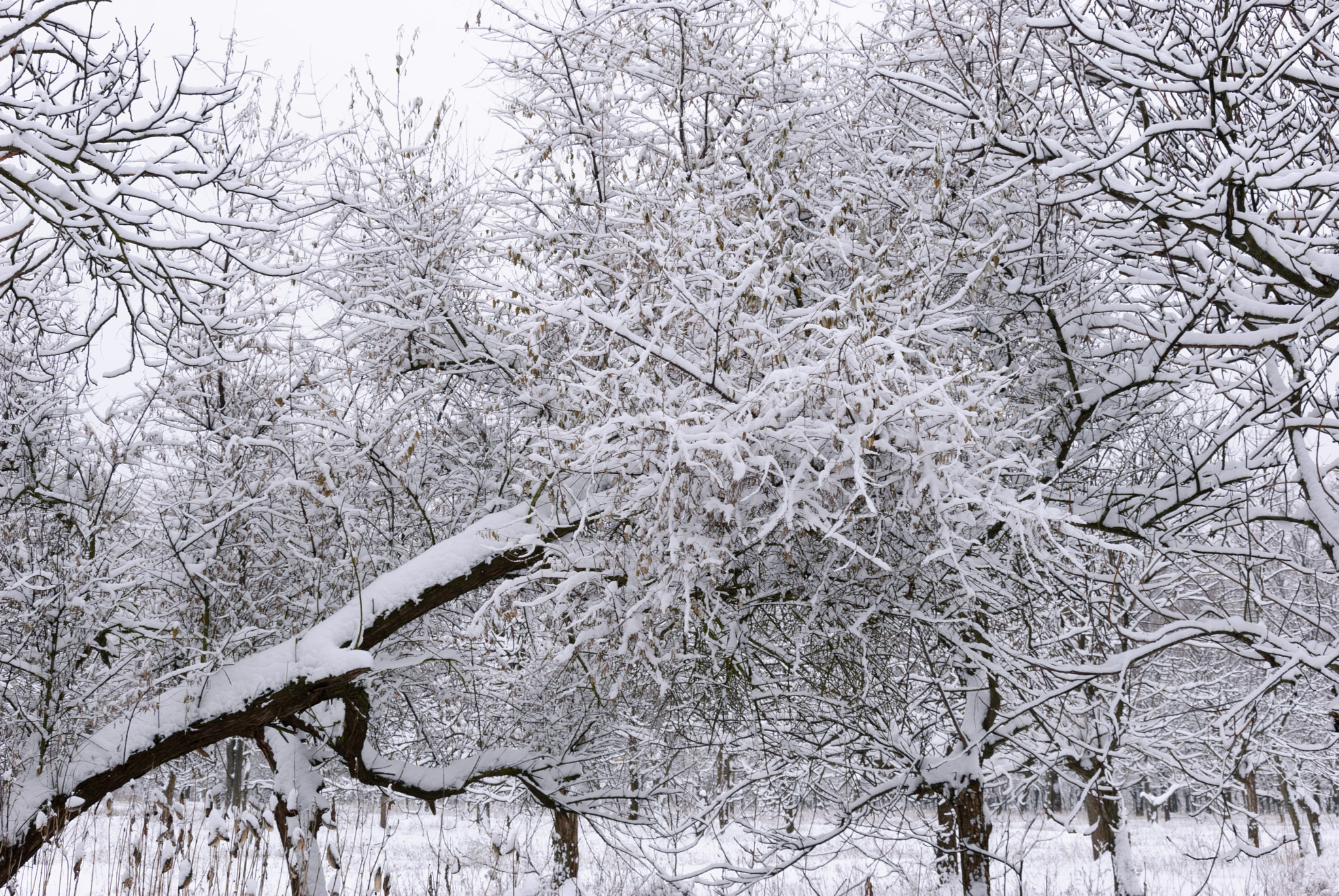 Nikon D80 sample photo. Winter photography
