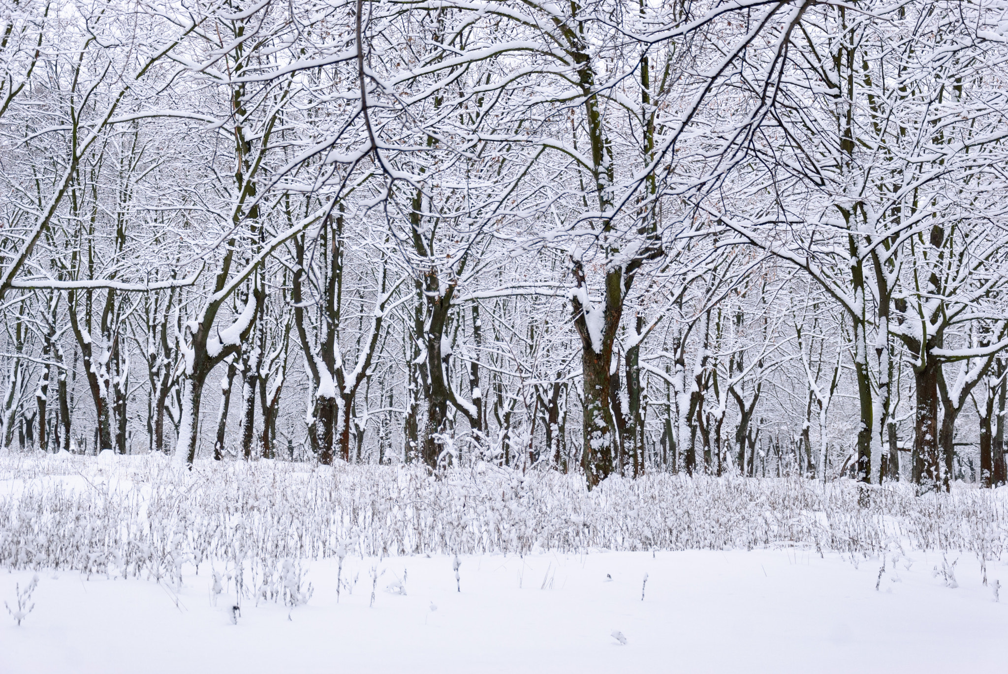 Nikon D80 sample photo. Winter photography