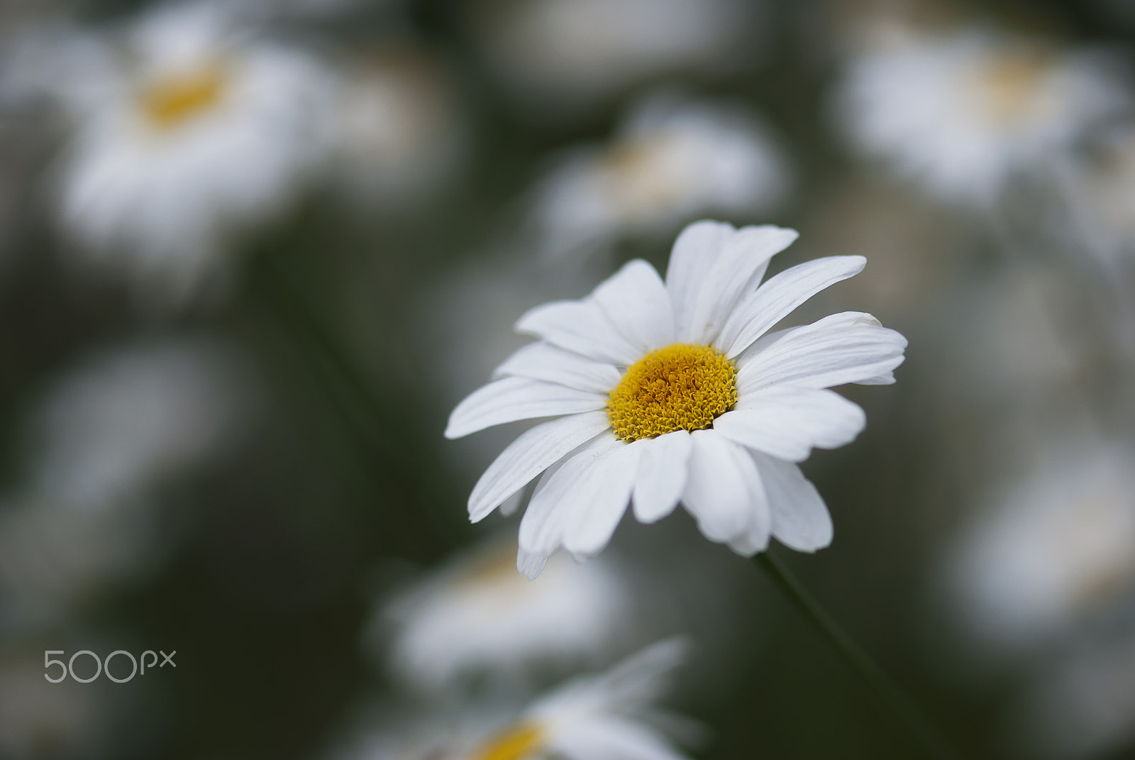 Nikon AF-S Micro-Nikkor 105mm F2.8G IF-ED VR sample photo. Daisy flower photography