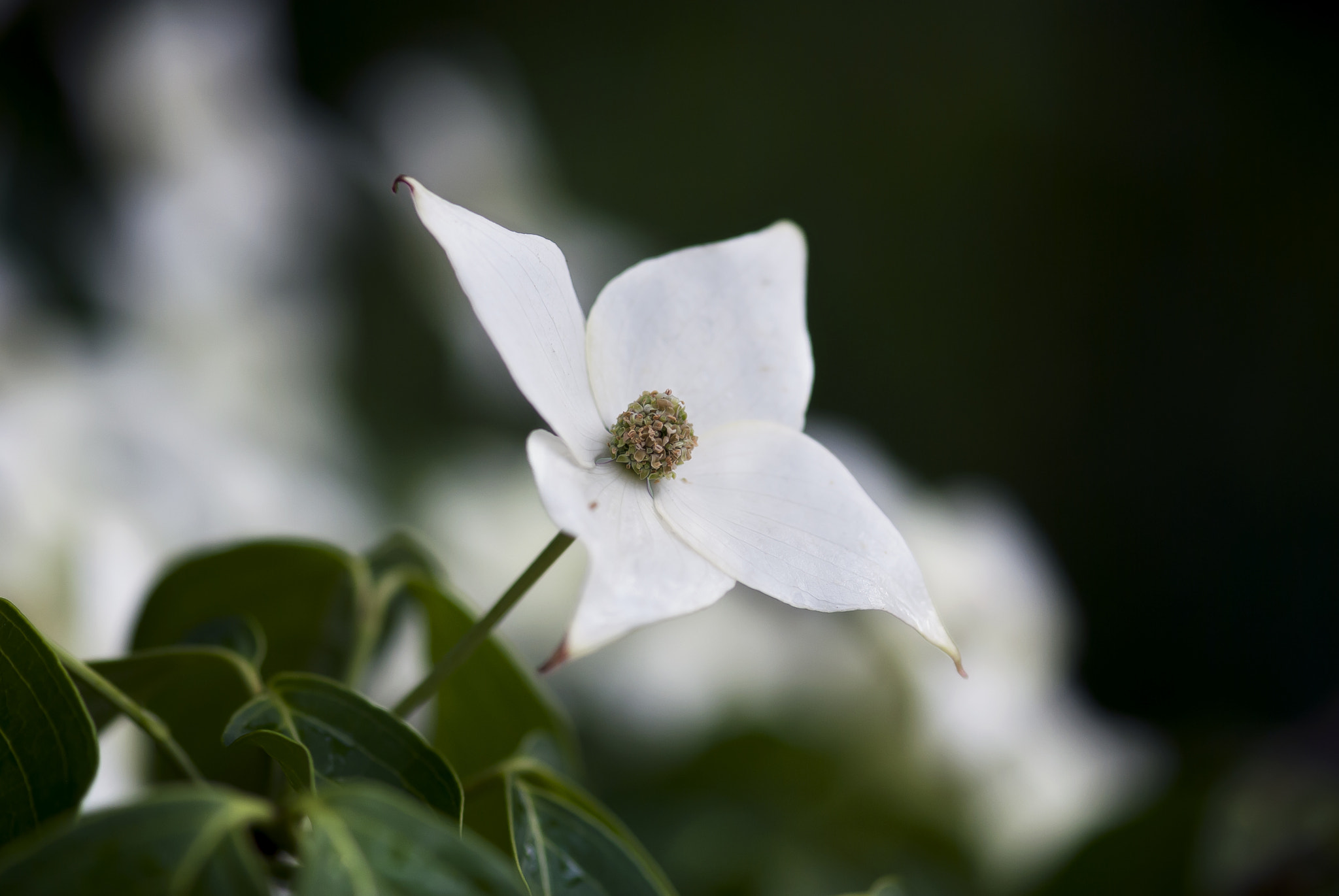 Nikon AF-S Micro-Nikkor 105mm F2.8G IF-ED VR sample photo. Dogwood flower photography