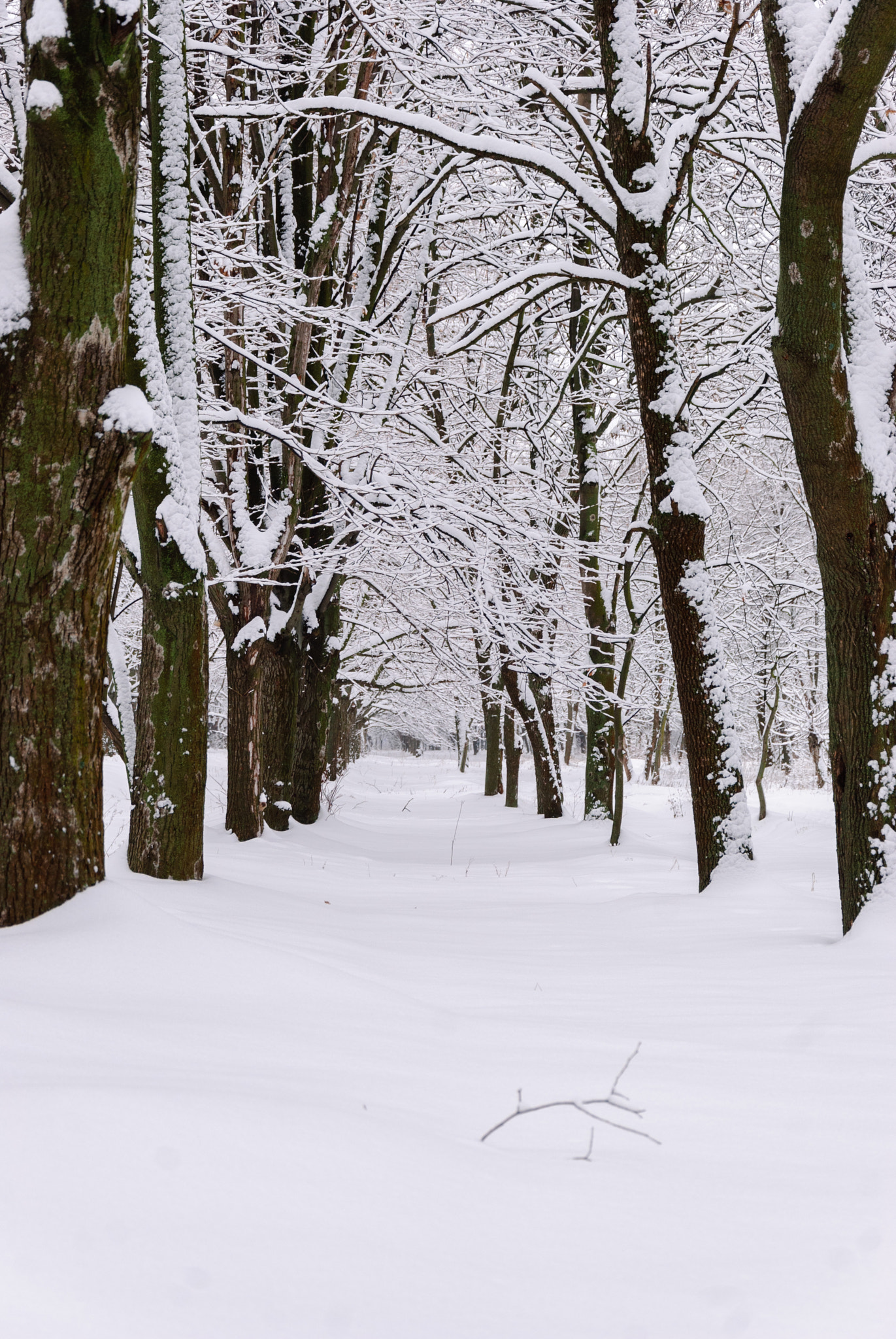 Nikon D80 sample photo. Winter photography