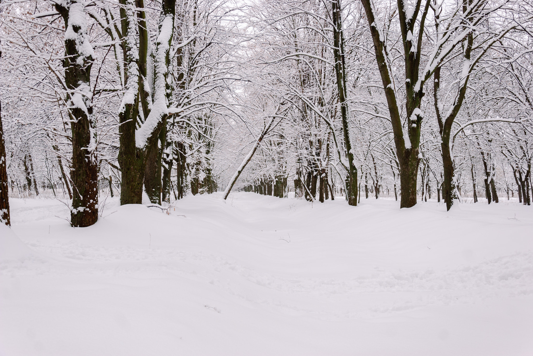 Nikon D80 sample photo. Winter photography