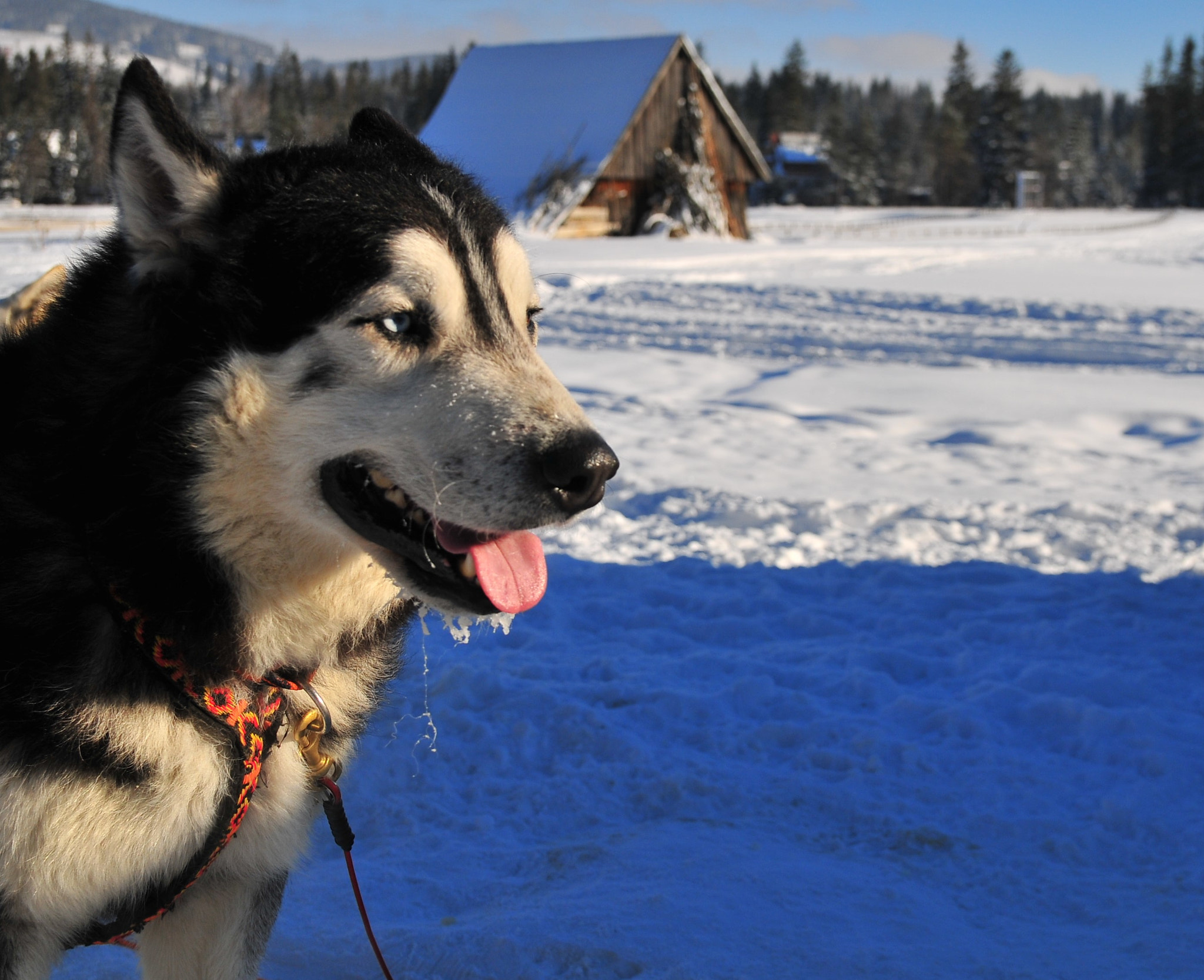 Nikon D300 + Sigma 18-50mm F2.8 EX DC Macro sample photo. Husky photography