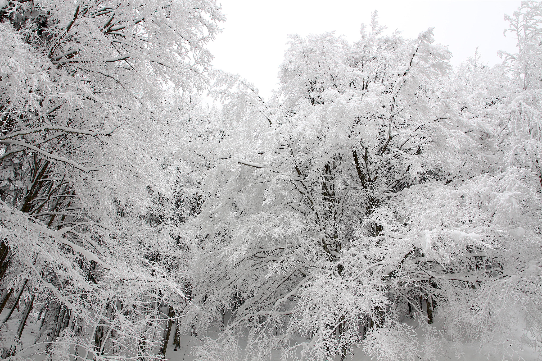 Sigma 17-70mm F2.8-4 DC Macro OS HSM sample photo. Soffice neve photography