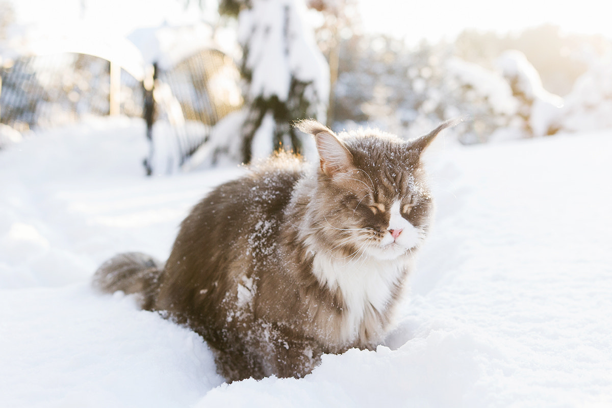 Canon EOS 7D + Sigma 18-35mm f/1.8 DC HSM sample photo. Snow cat photography