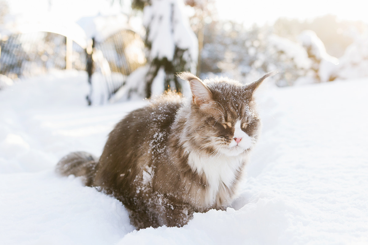Sigma 18-35mm f/1.8 DC HSM sample photo. Snow cat photography