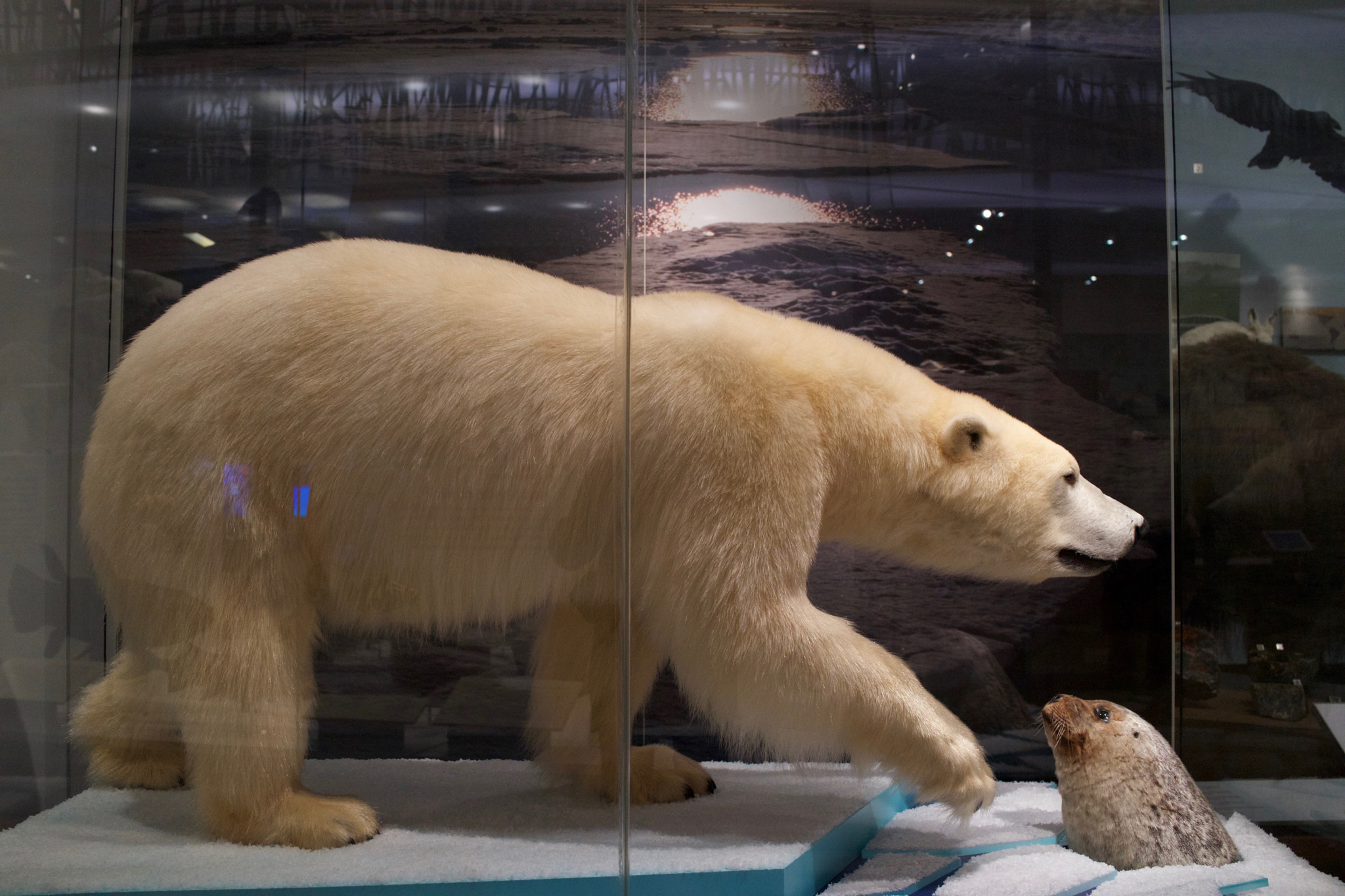 Sony Cyber-shot DSC-RX1R + Sony 35mm F2.0 sample photo. Royal ontario museum #20 photography