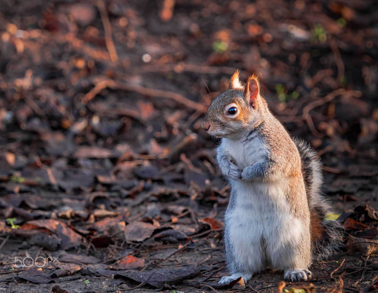 Olympus OM-D E-M1 Mark II + Olympus M.Zuiko Digital ED 40-150mm F2.8 Pro sample photo. Please, can i get a nut? photography