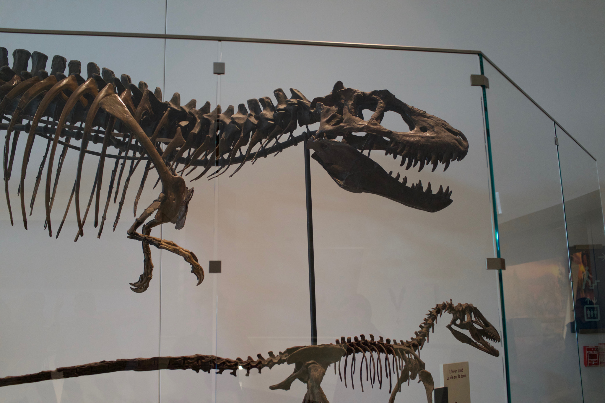 Sony Cyber-shot DSC-RX1R + Sony 35mm F2.0 sample photo. Royal ontario museum #42 photography